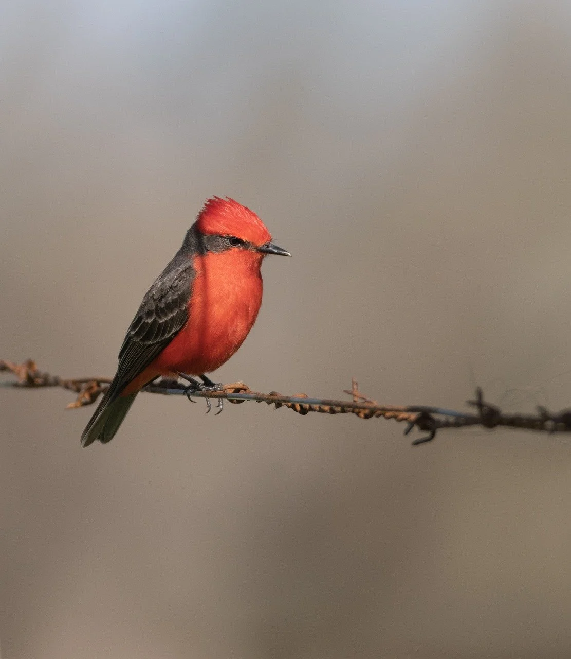Black and white photo of a large mountain with clouds covering its peak, surrounded by trees and landscape.