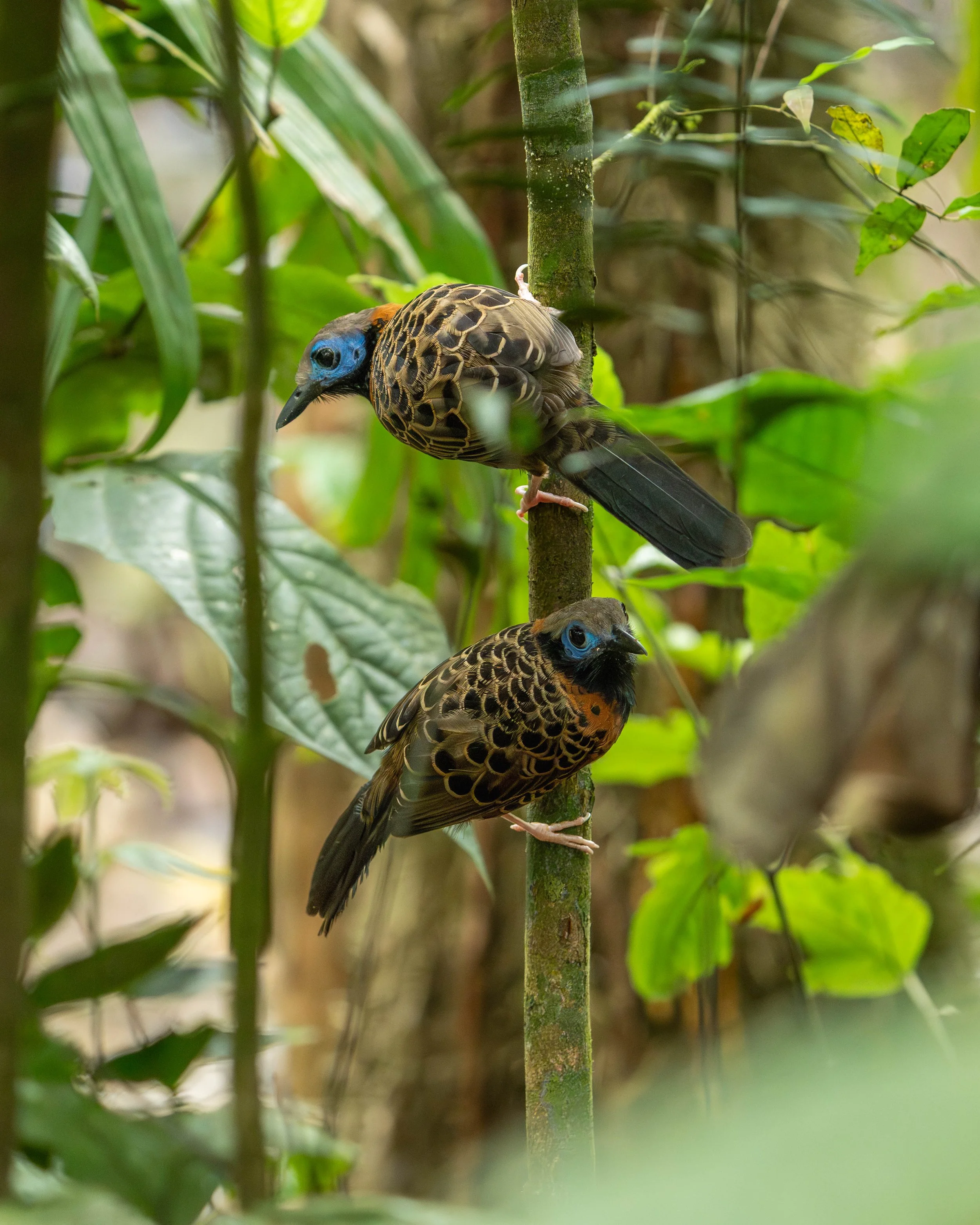 Bird with blue face and patterned brown and black feathers perched on a branch, holding a small insect in its beak.