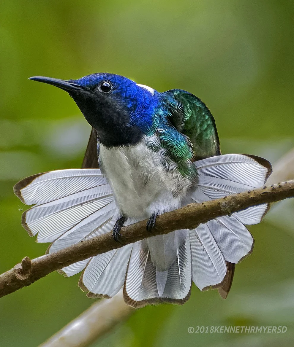 White-necked Jacobin