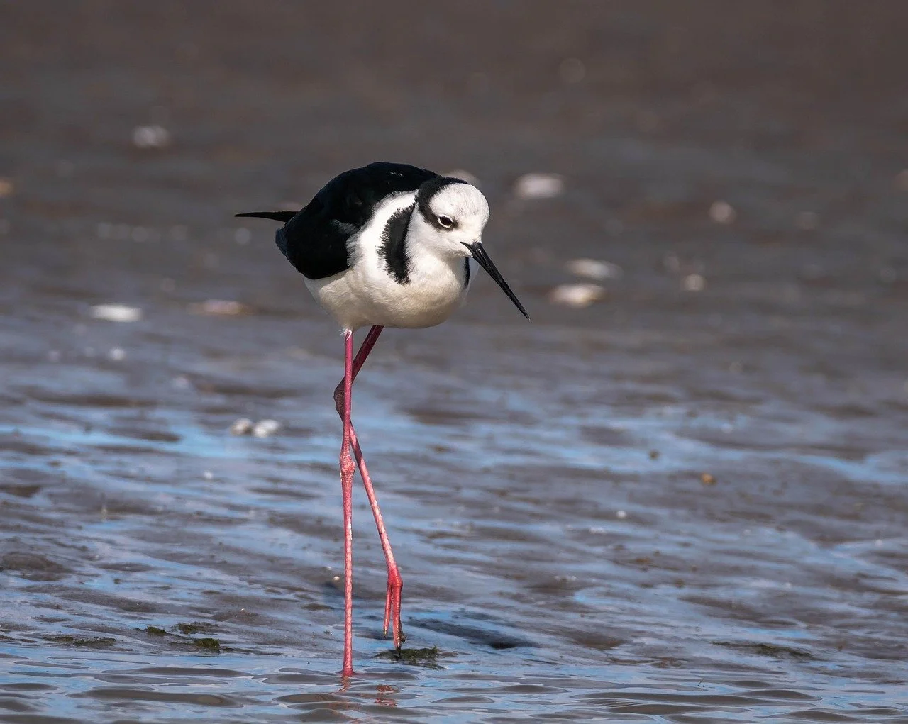 black-necked-stilt-7518124_1280.jpg