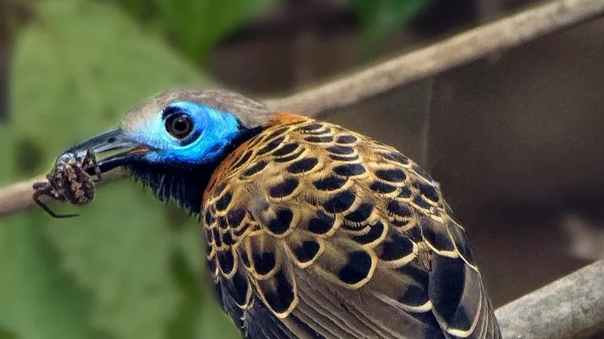 Bird with blue face and patterned brown and black feathers perched on a branch, holding a small insect in its beak.