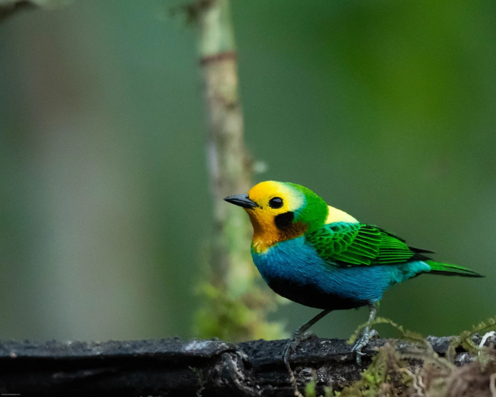 Multicolored Tanager sitting on log