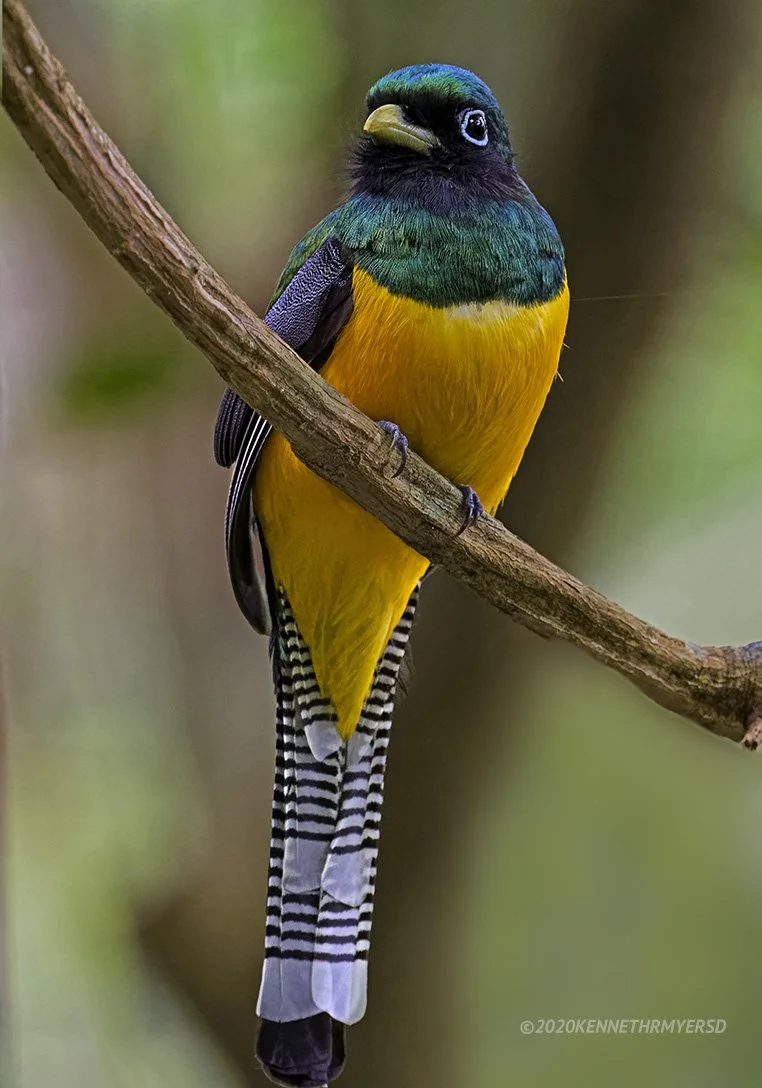 Graceful Black-throated Trogon