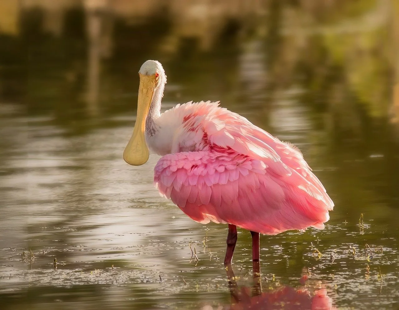 spoonbill-9181508_1280.jpg