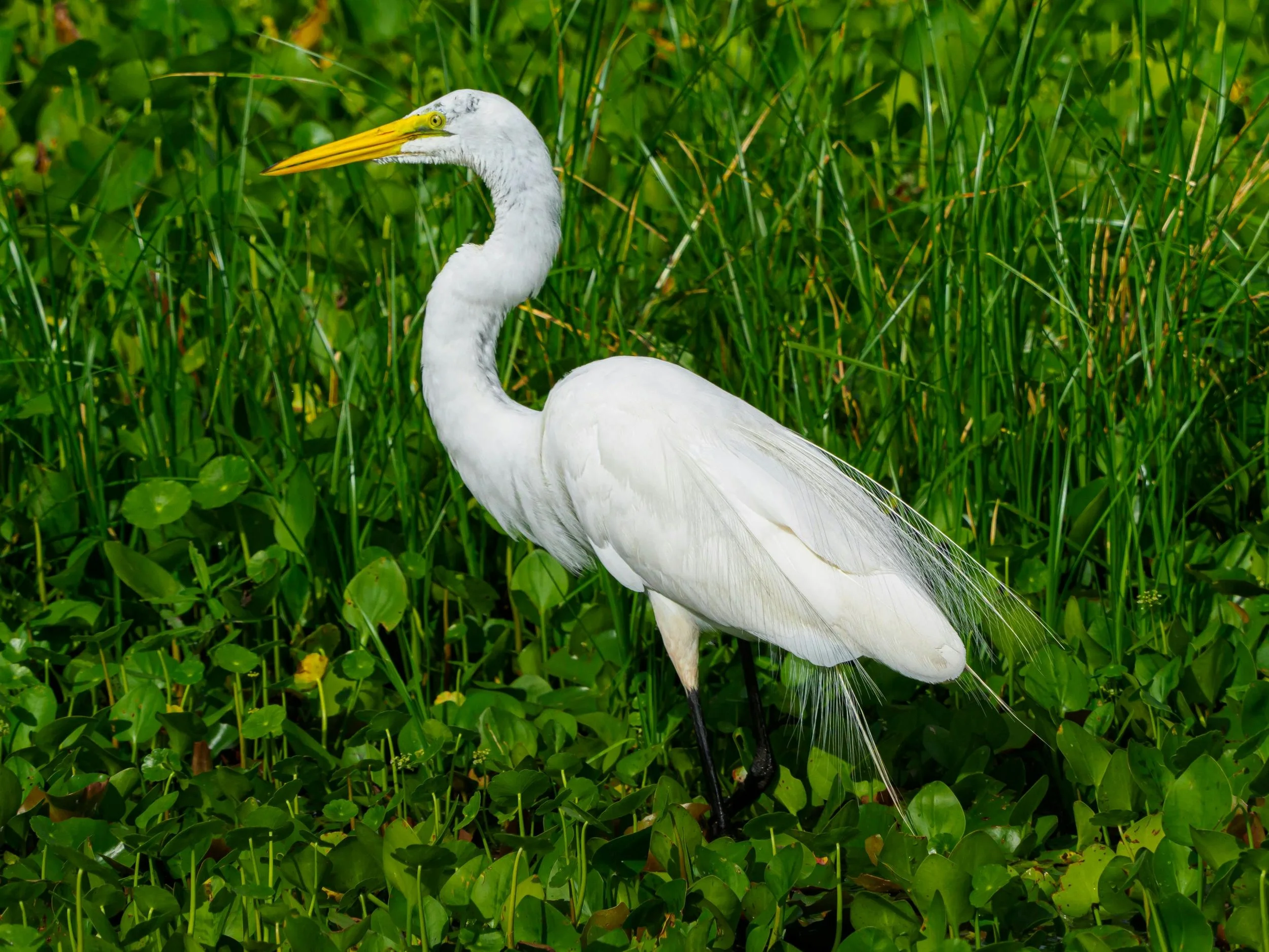 A bird with a blue face and a brown and black patterned body is perched on a branch, holding an insect in its beak.