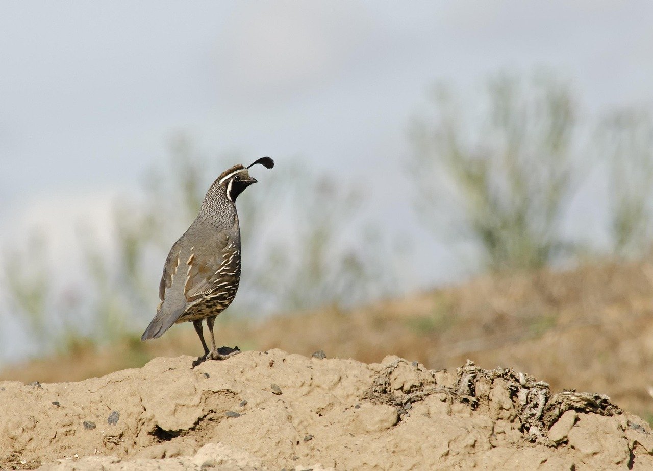 quail-5330934_1280.jpg