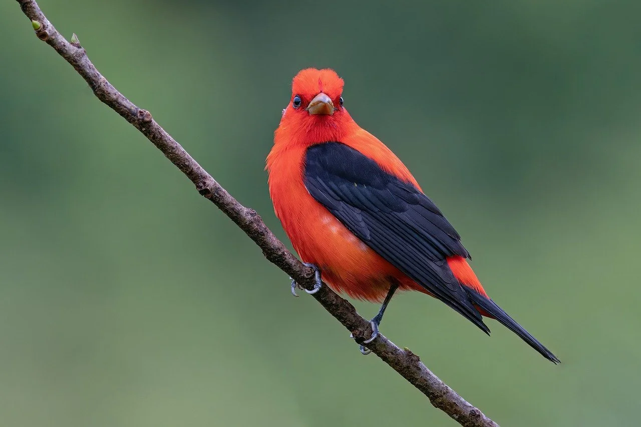 scarlet-tanager-g46c5bfbdf_1280.jpg