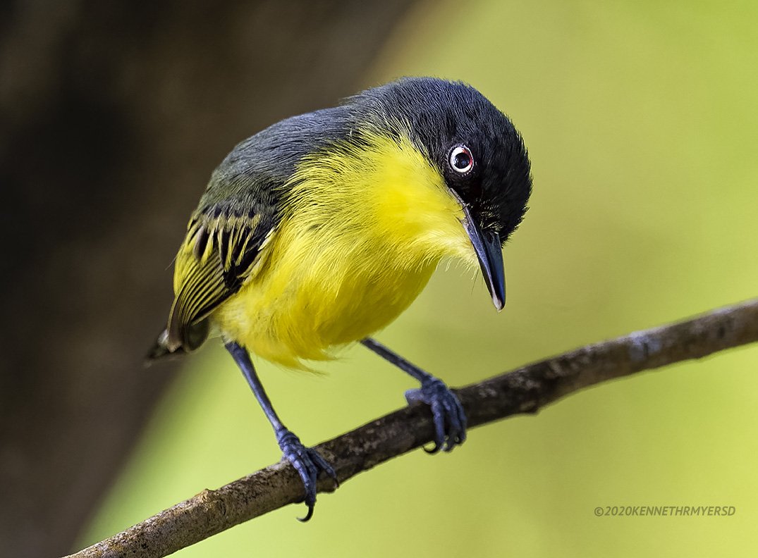 Common Tody-Flycatcher