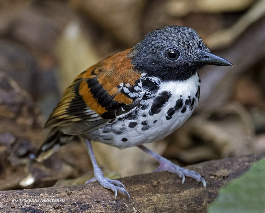 Spotted Antbird