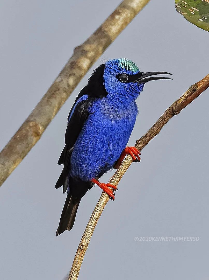 Red-legged Honeycreeper
