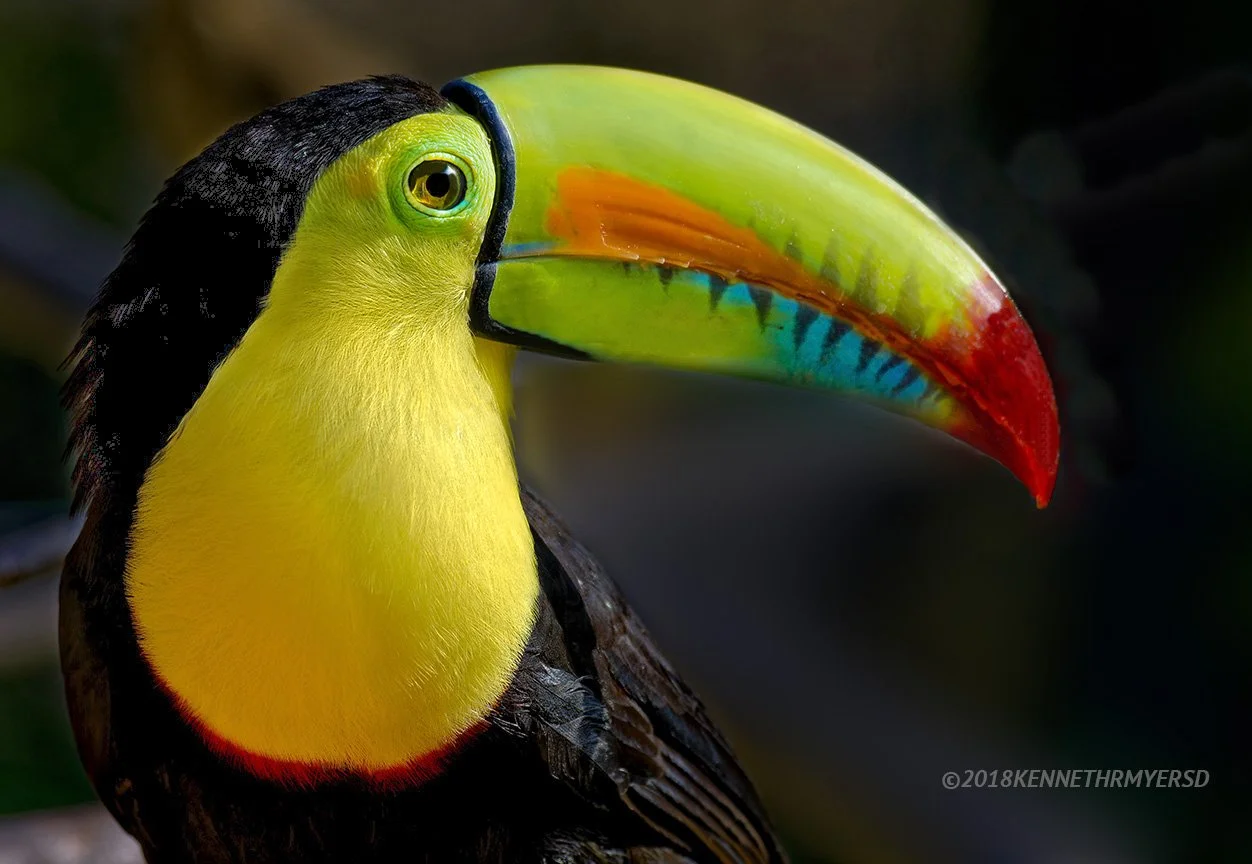 Keel-billed Toucan