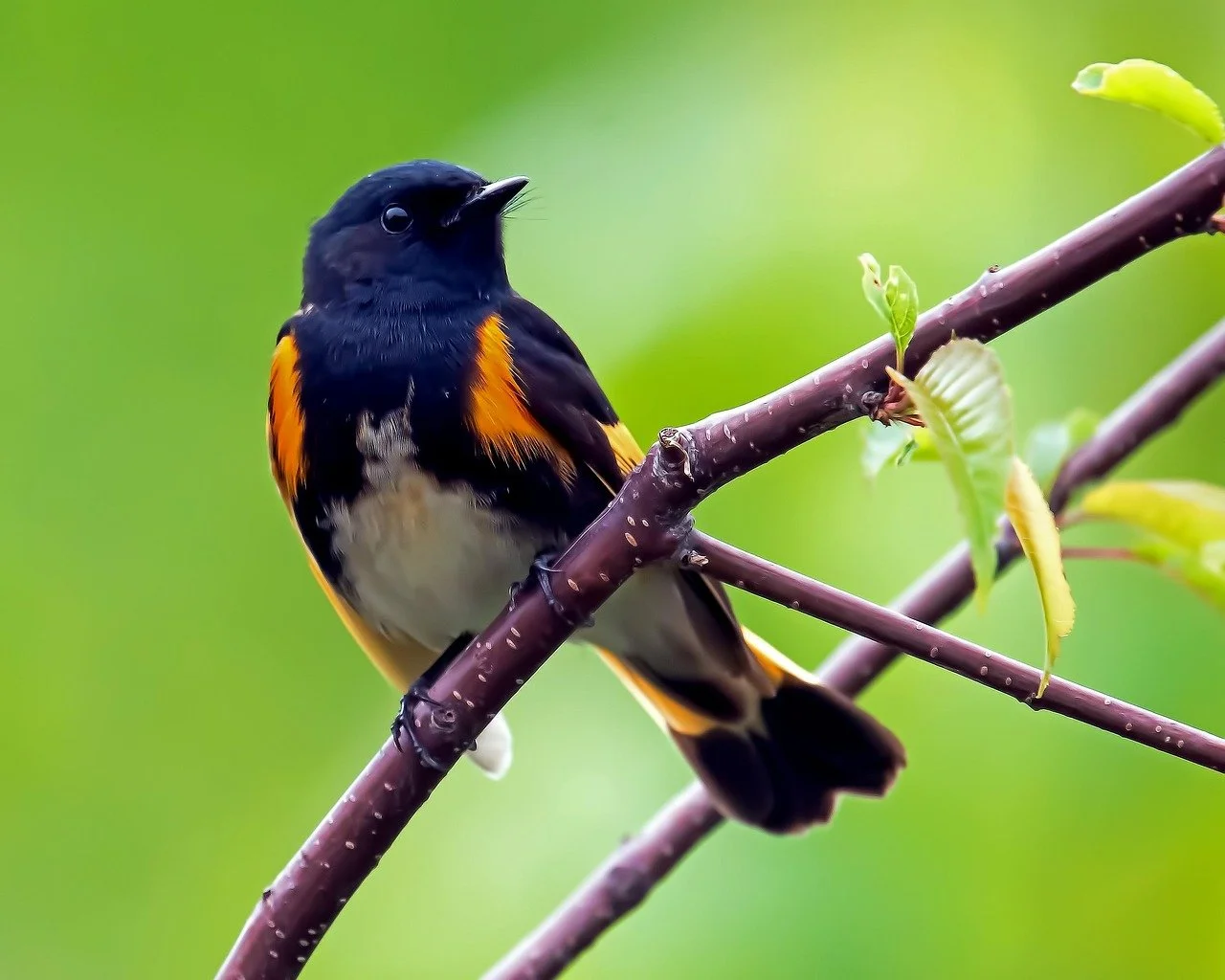 bird-7155889_1280.jpg