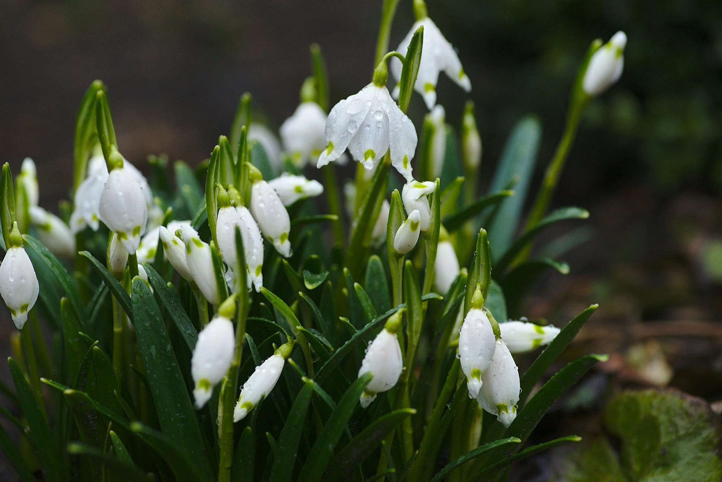 Snowdrops at Kentwell