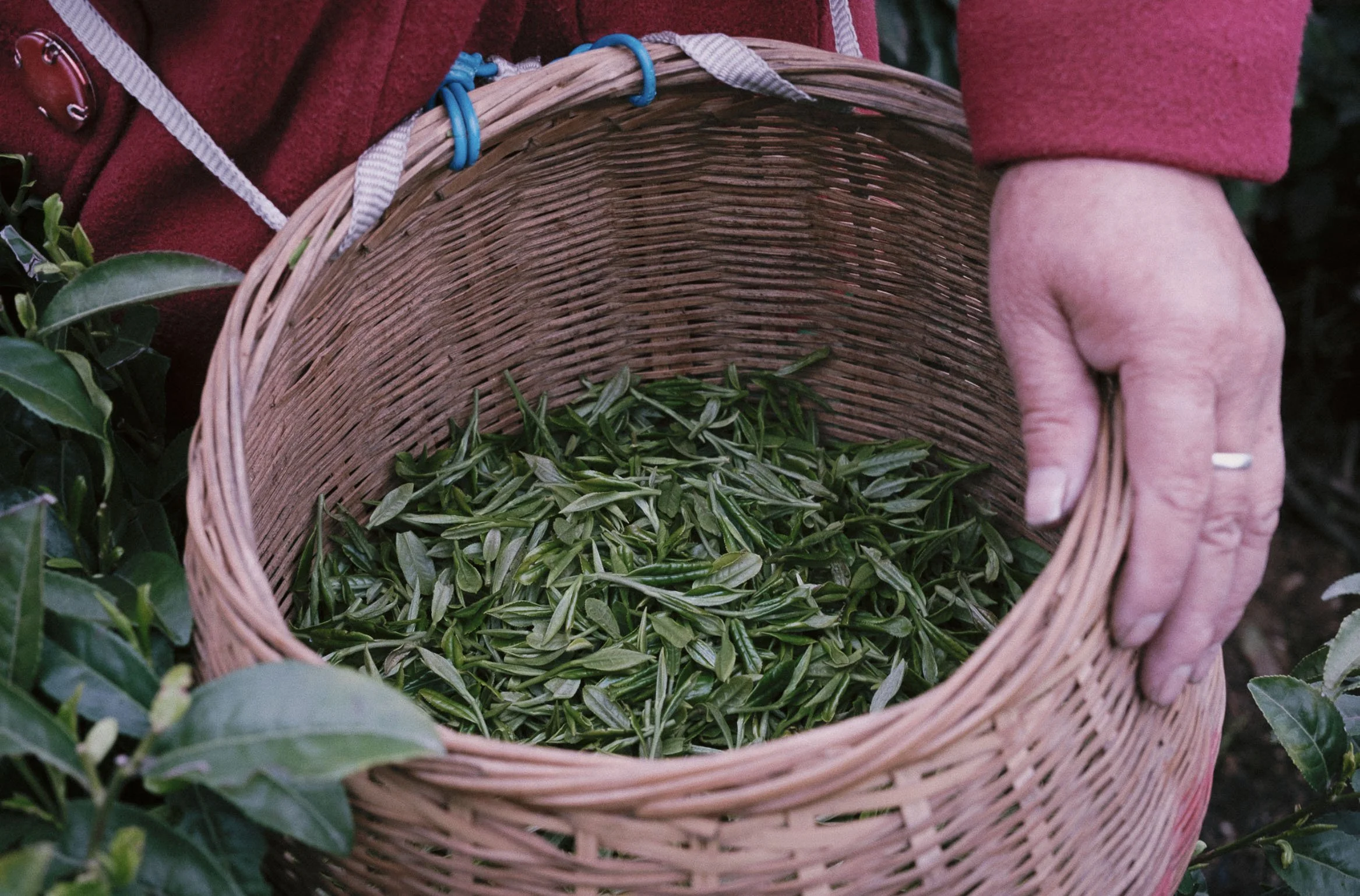 What Is Tea? It All Begins With Camellia sinensis