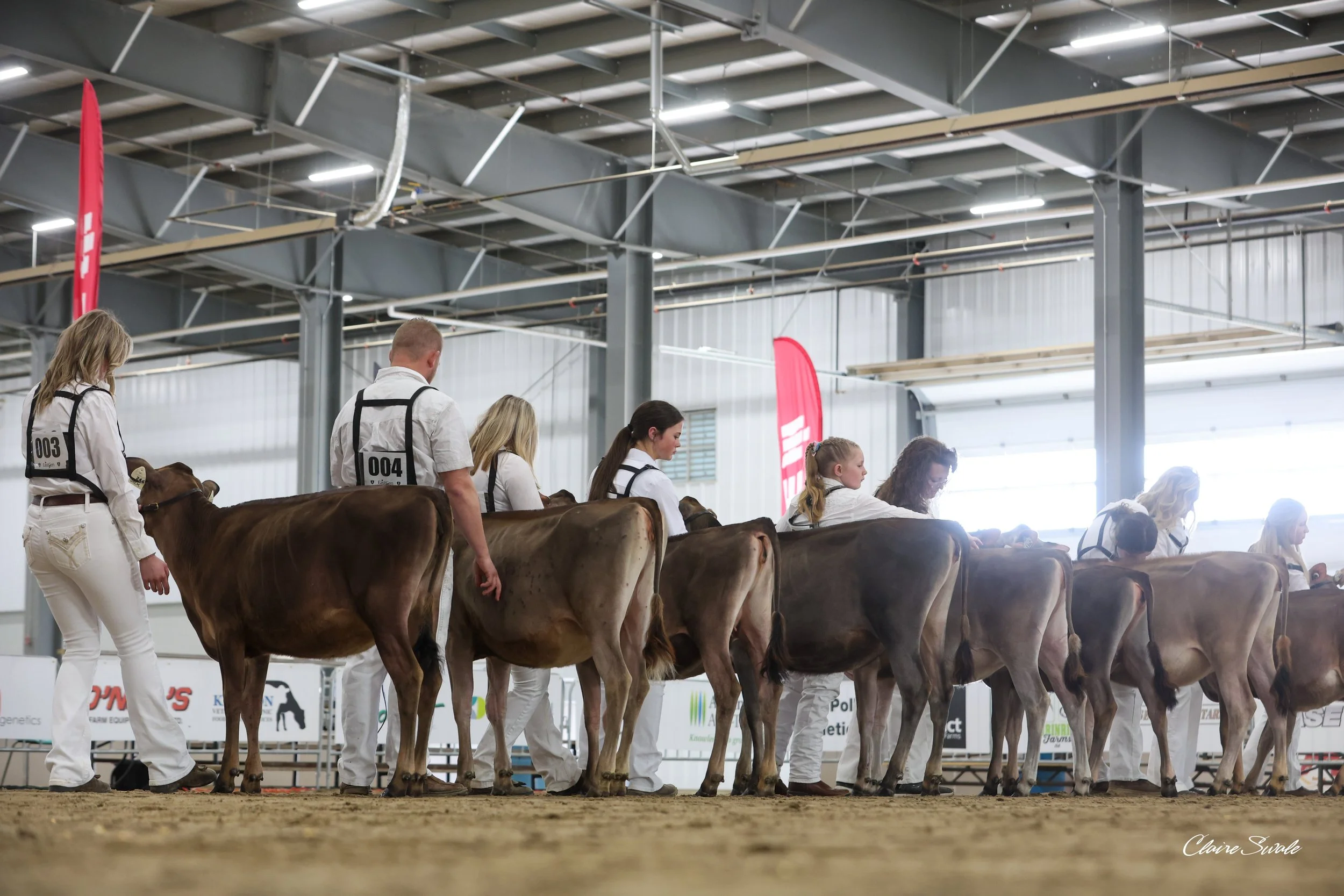 OSD Heifers-7835.jpg