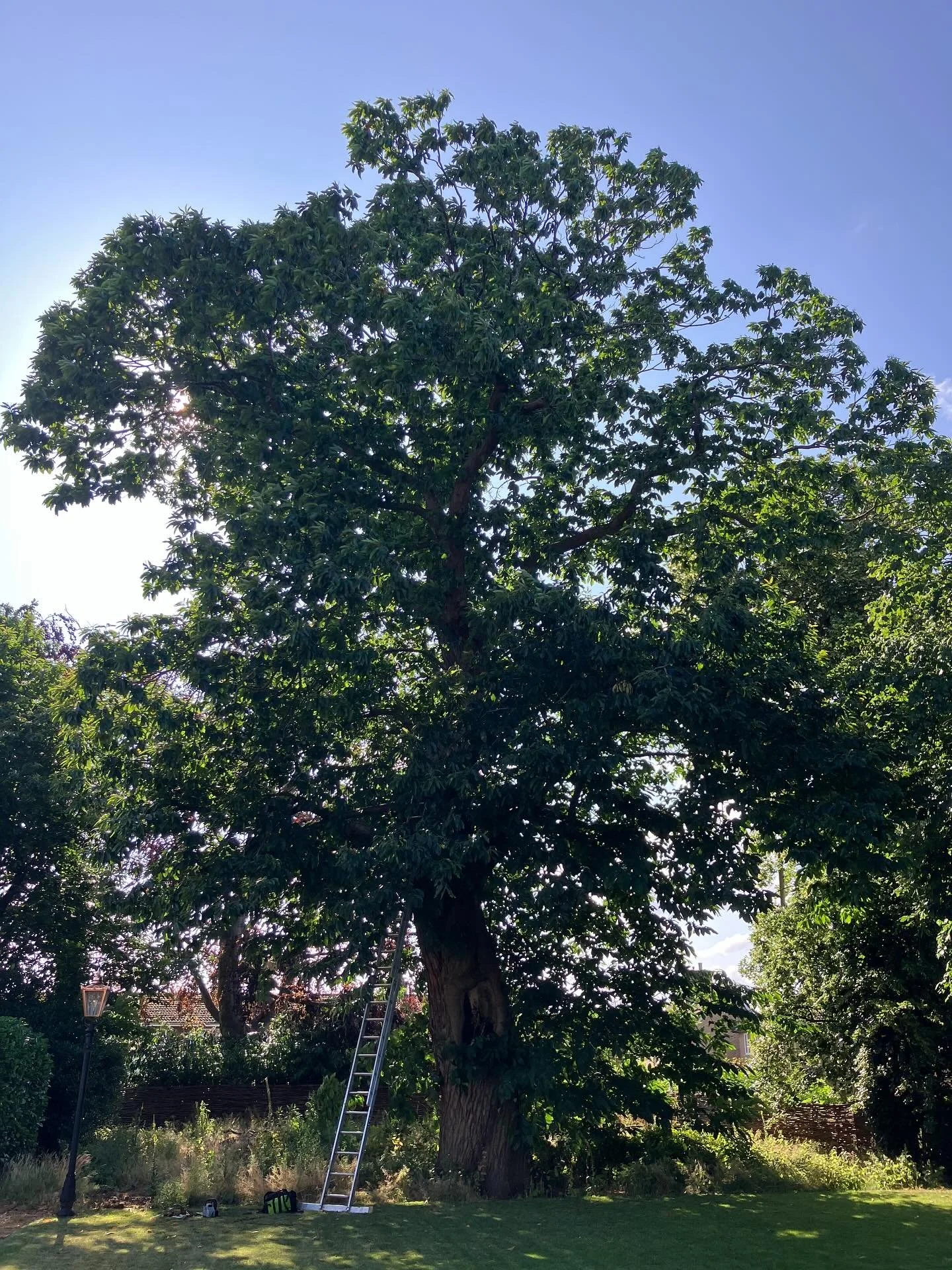 Take a look at this awesome Sweet Chestnut! 🌰 Today we reduced the crown 🌳 to reduce its wind sail factor and prevent further limb failure 👍🏼 great job! If you would like professional tree care, get in touch #foxcottetreesurgery #sweetchestnuts #