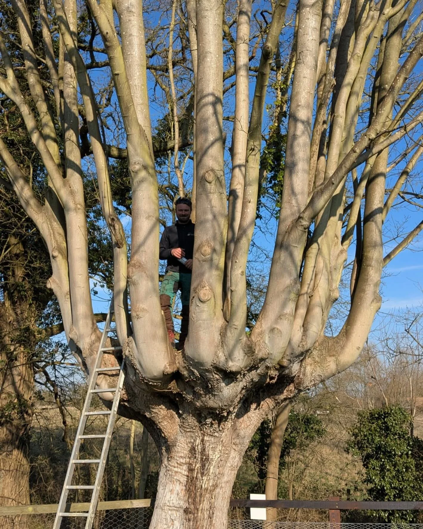 We have had the pleasure to work on this stunning Sycamore pollard. What a feature to someone&rsquo;s garden! Keep your eyes peeled to see what happens next. #tree #sycamores #foxcottetreesurgery #artisanstructures