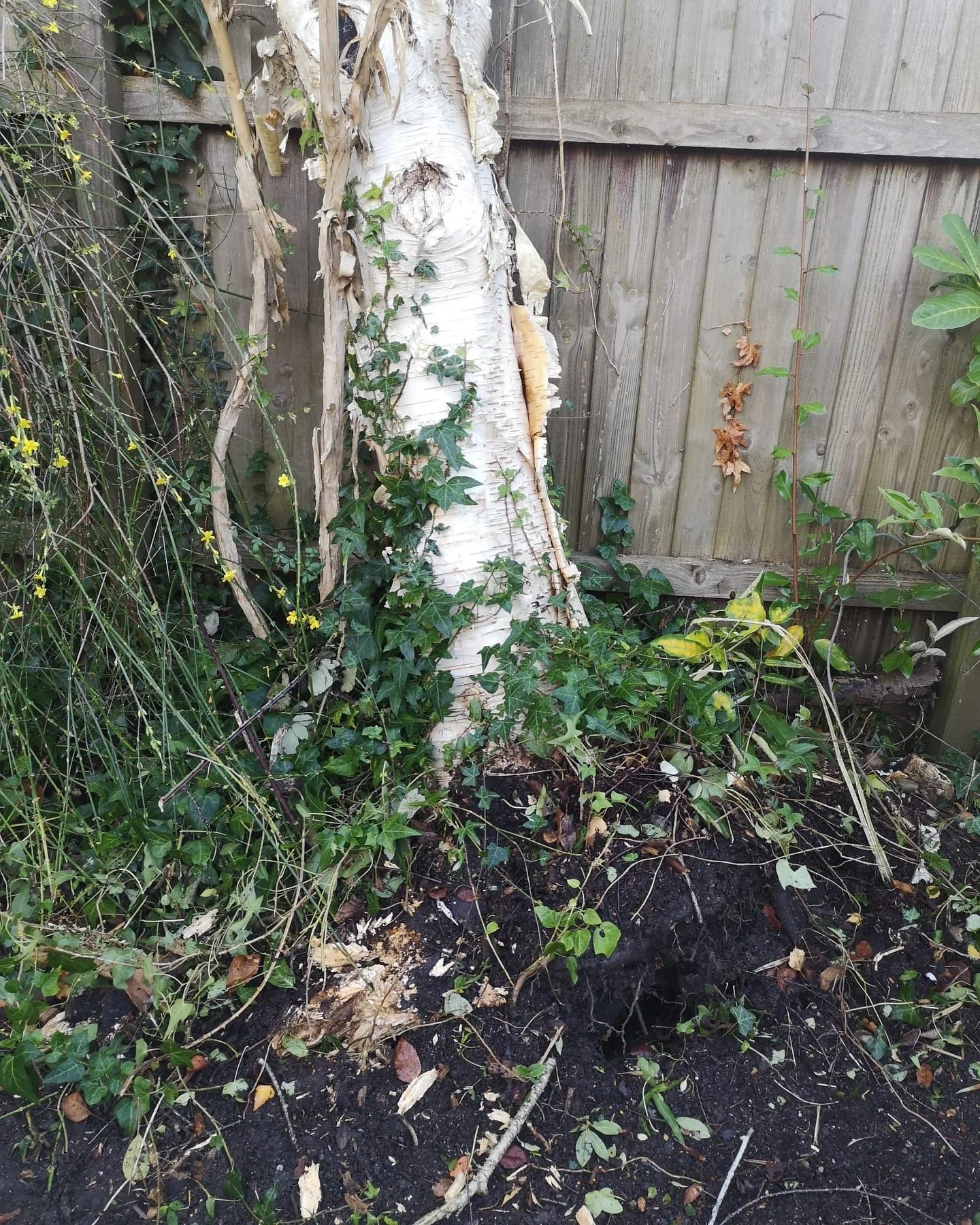 High winds due in Cambridge this Friday and over the weekend! Have a wind blow tree? Is it an emergency? Give us a call - 01223 263802 /07445 380604