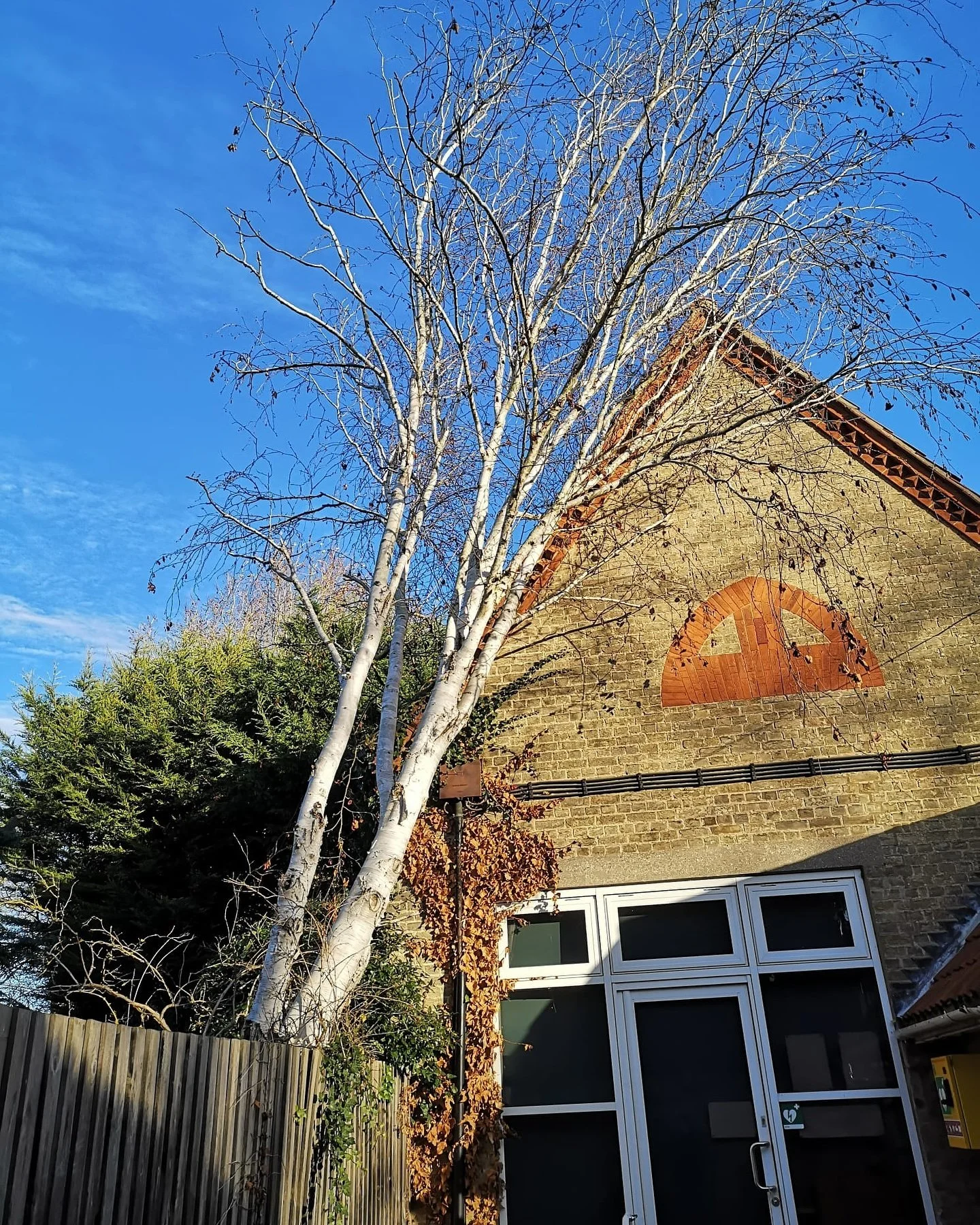 Sunny morning for the removal of this wind blow silver birch that fell on a school in Cambridgeshire. Unfortunately the Birch had a fungal infection Compromising the root structure. Looking for a competitive quote from friendly highly experienced tre