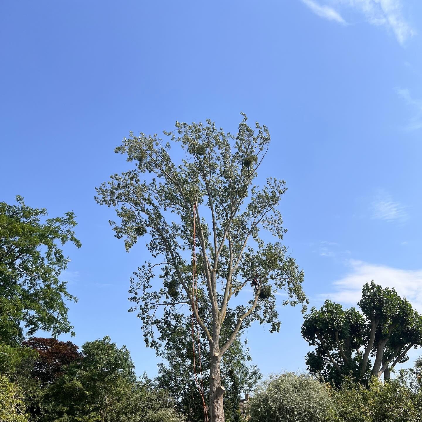 Massive Poplar removal, throw back from the summer and 30 degree heat! Here at #foxcottetreesurgery we have all your tree and hedge care needs. Looking for a quote. Get in touch!