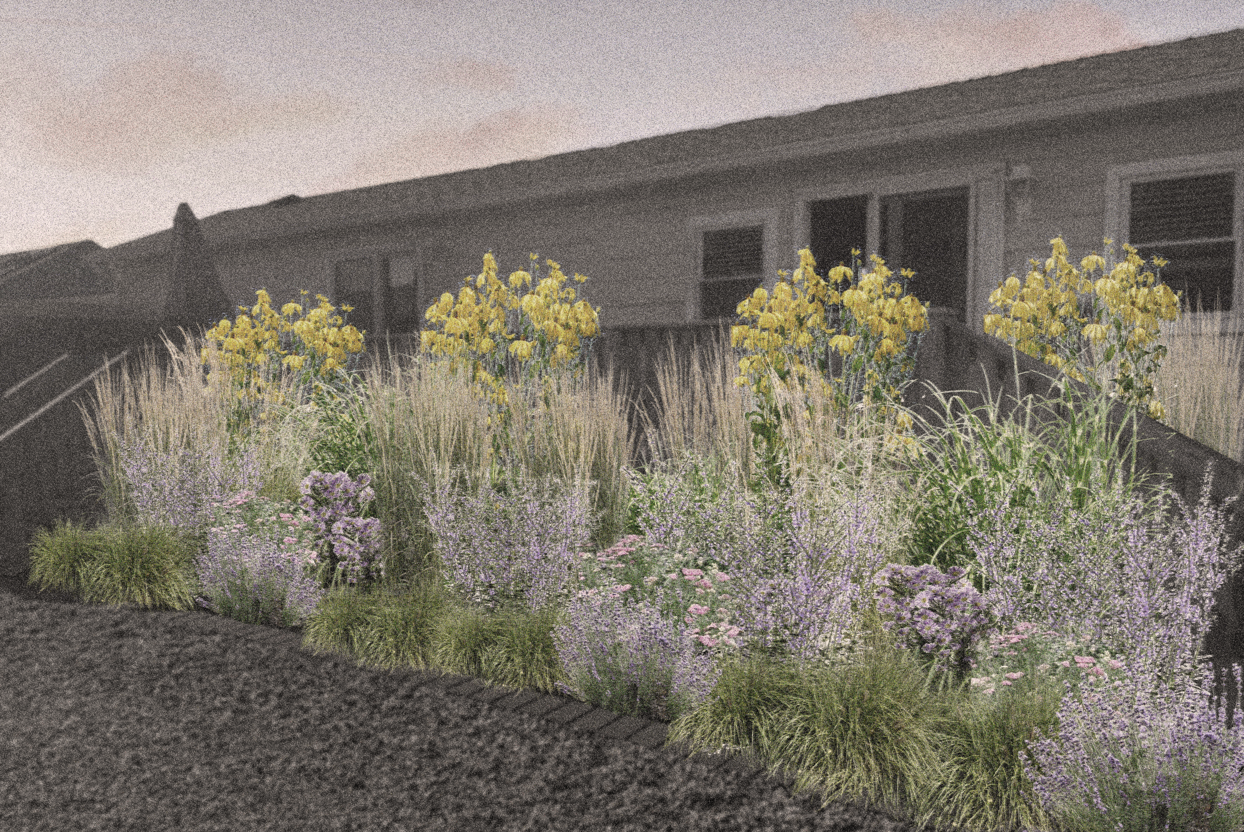 A garden bed with yellow and purple flowers in front of a house with black-framed windows and a sloped roof, captured during dusk.