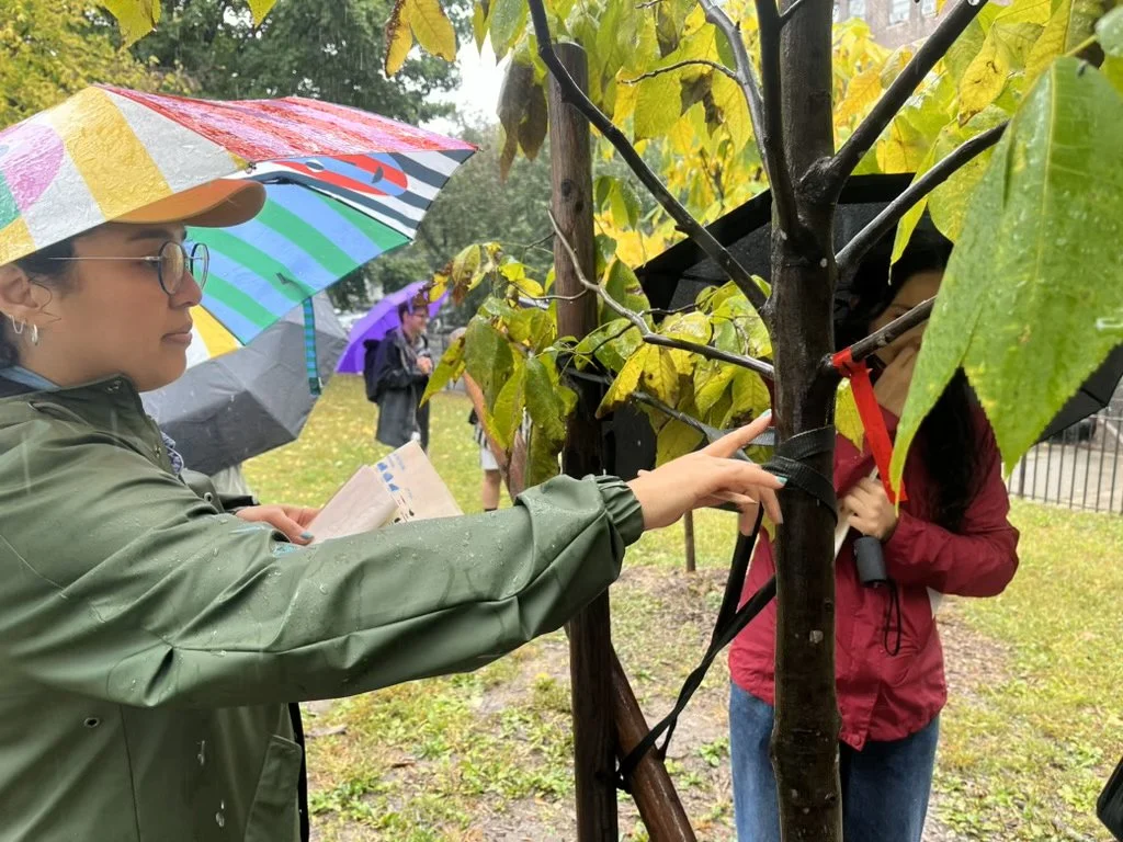 Two women with umbrellas examining a young tree in a park on a rainy day.