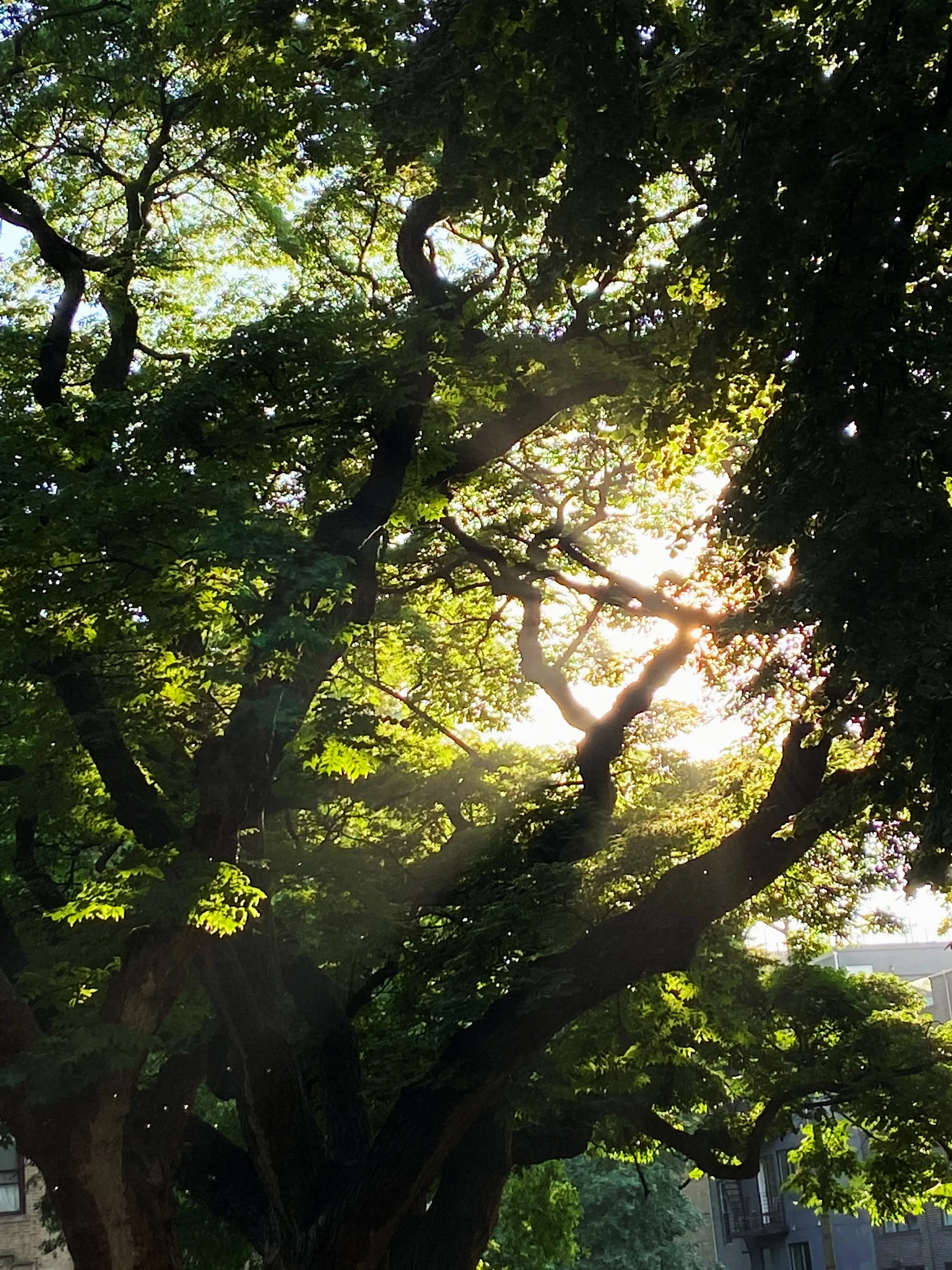 Brooklyn Tree Walks