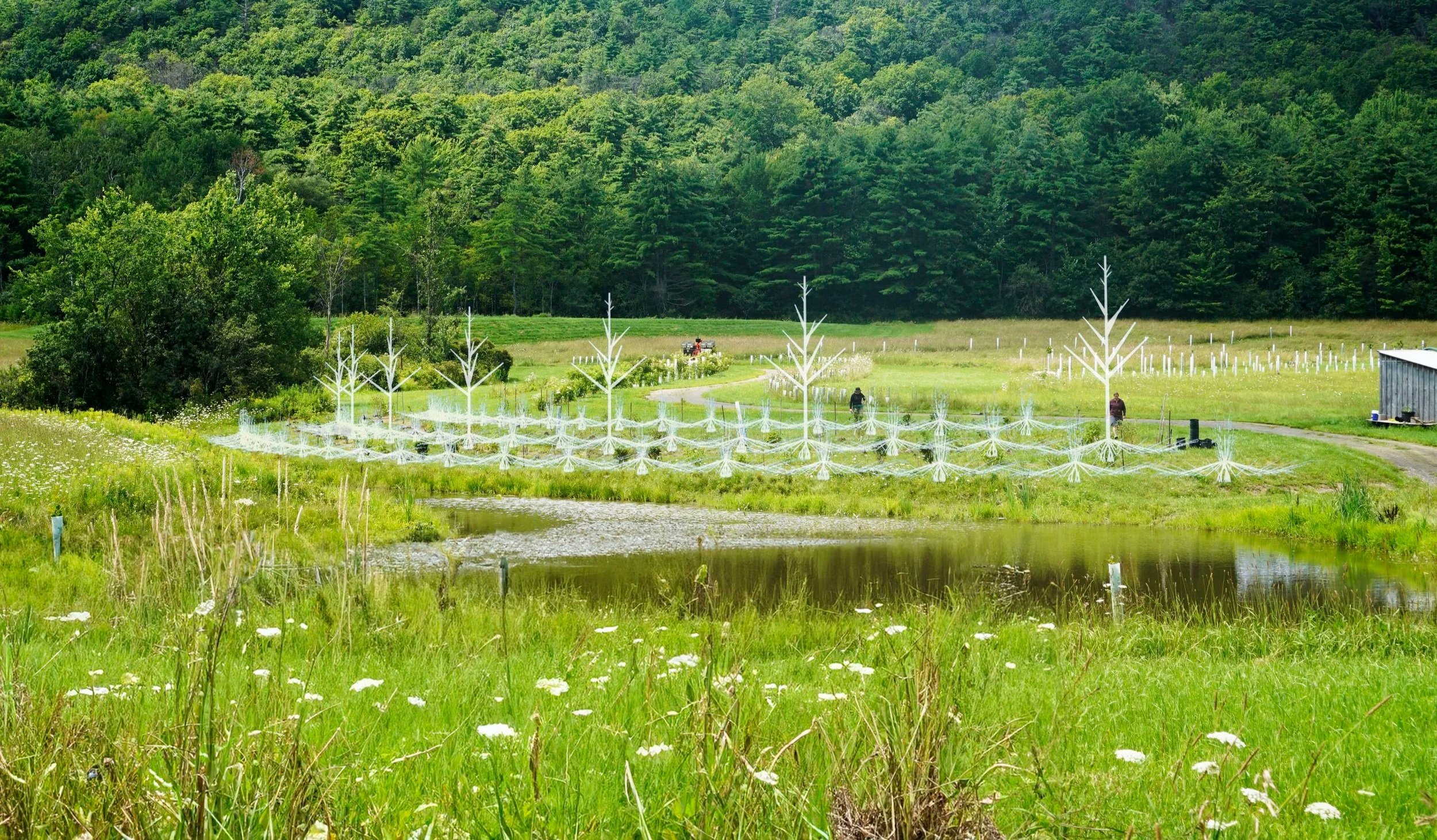 A rural landscape with green grass, a pond, and a field planted with young trees supported with white structures for protection or growth. There are a few people working in the field, and a forested hillside in the background.