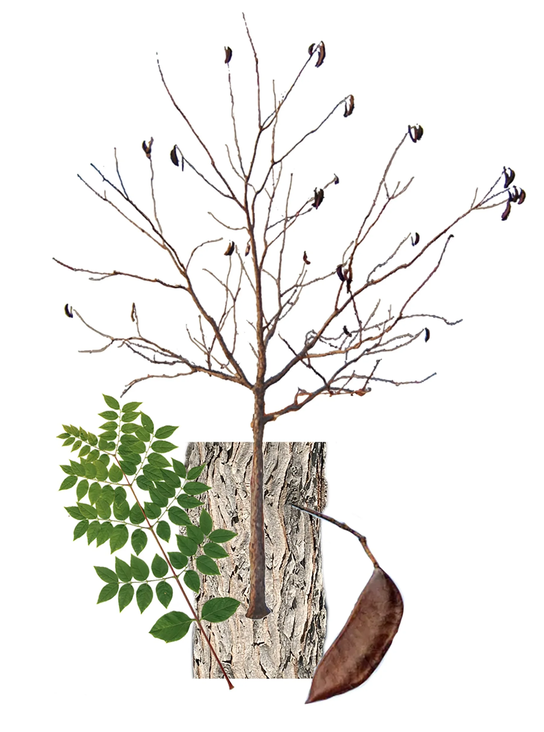 A collection of different parts of a tree, including a leaf, a tree trunk, a branch with dried leaves, and a large leaf, all arranged against a white background.