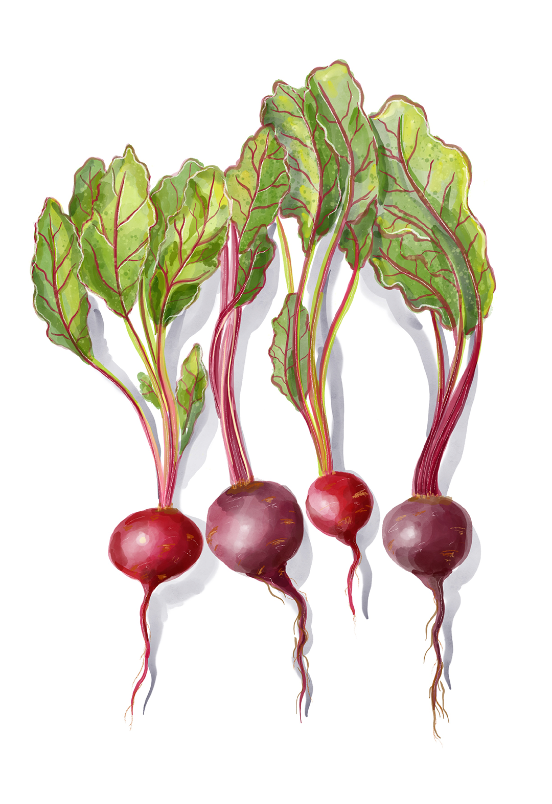 Radishes