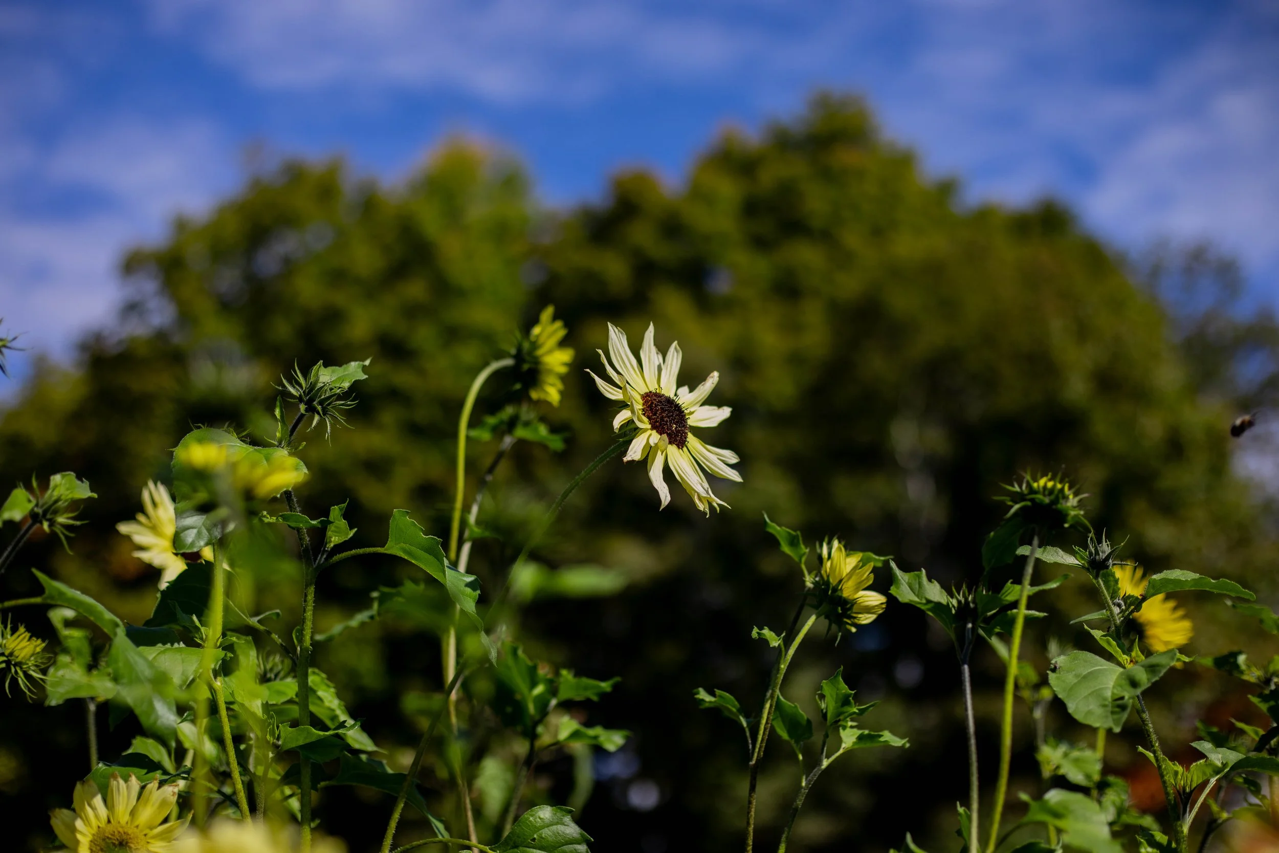 sunflower2.jpg
