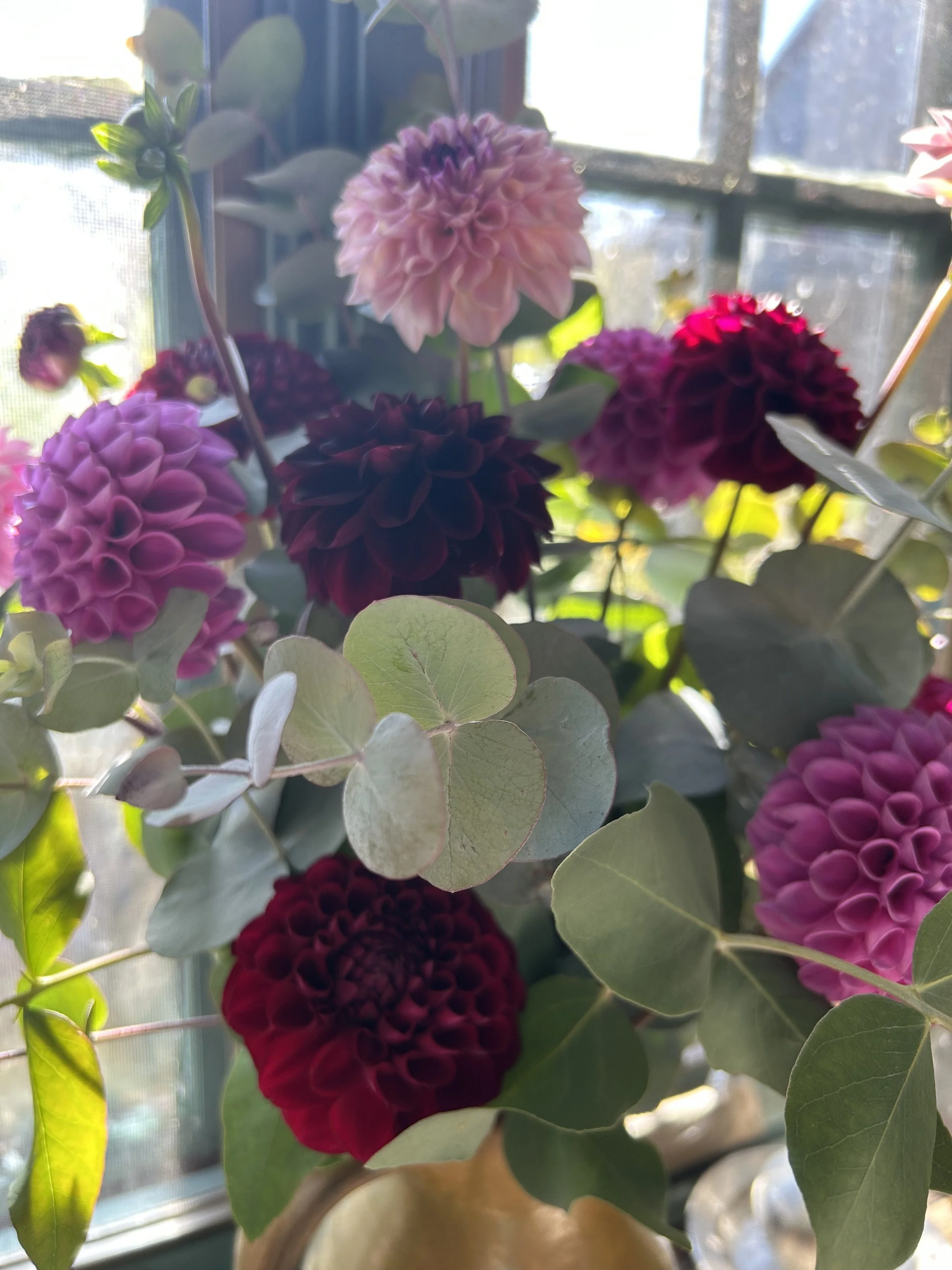 dahlia euc close up.jpg