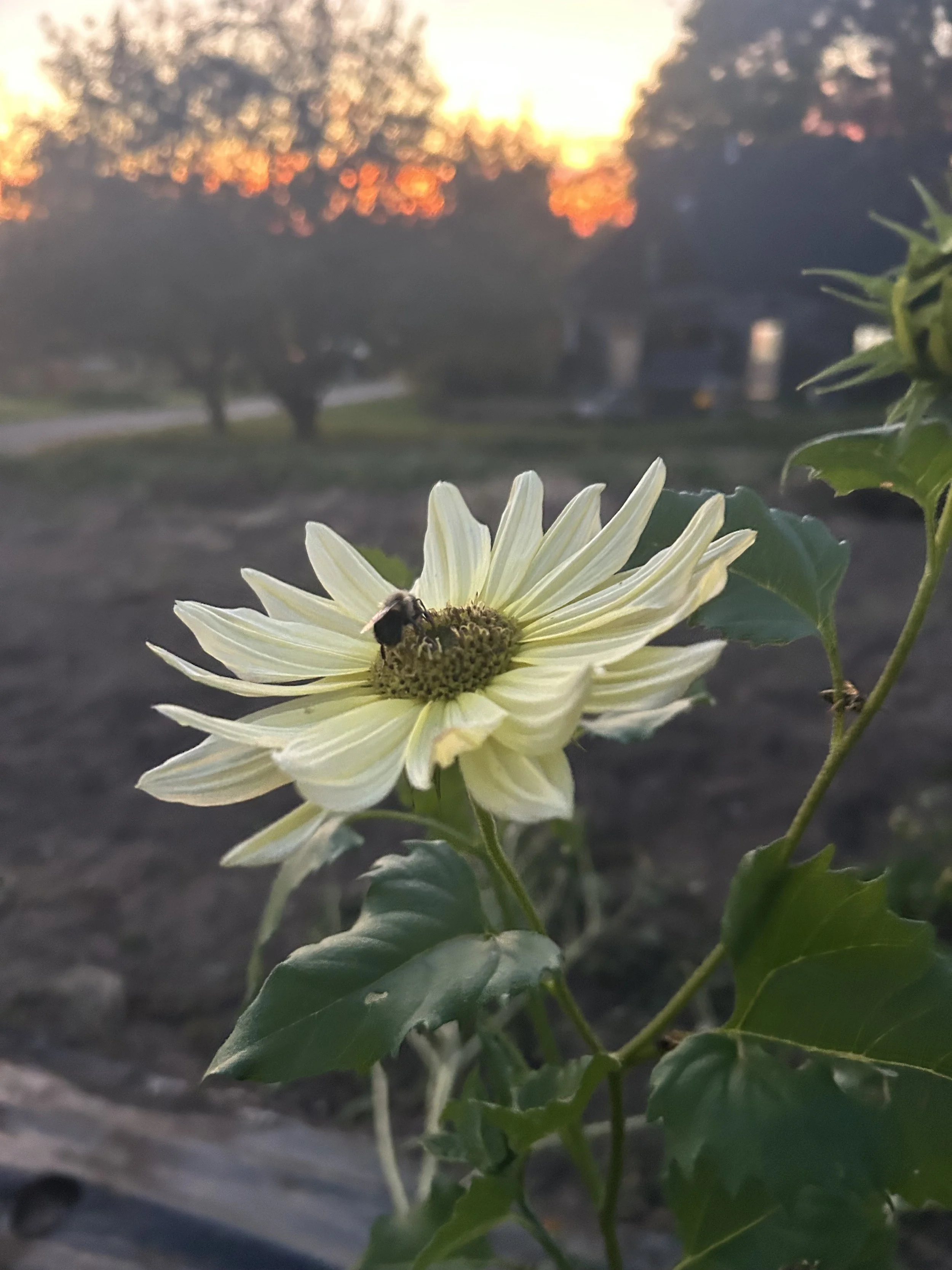 sunflower bee.jpg