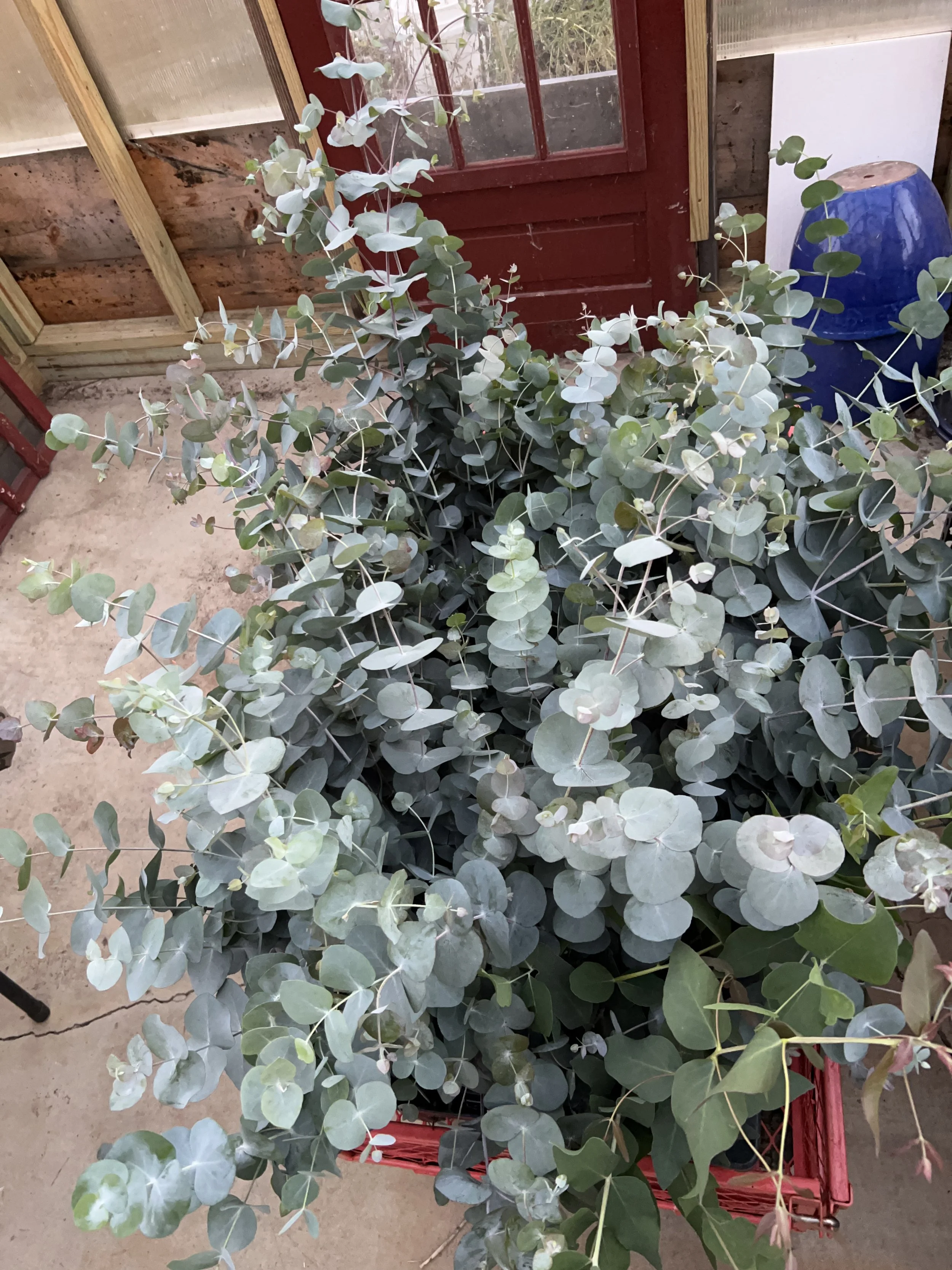 eucalyptus.JPG