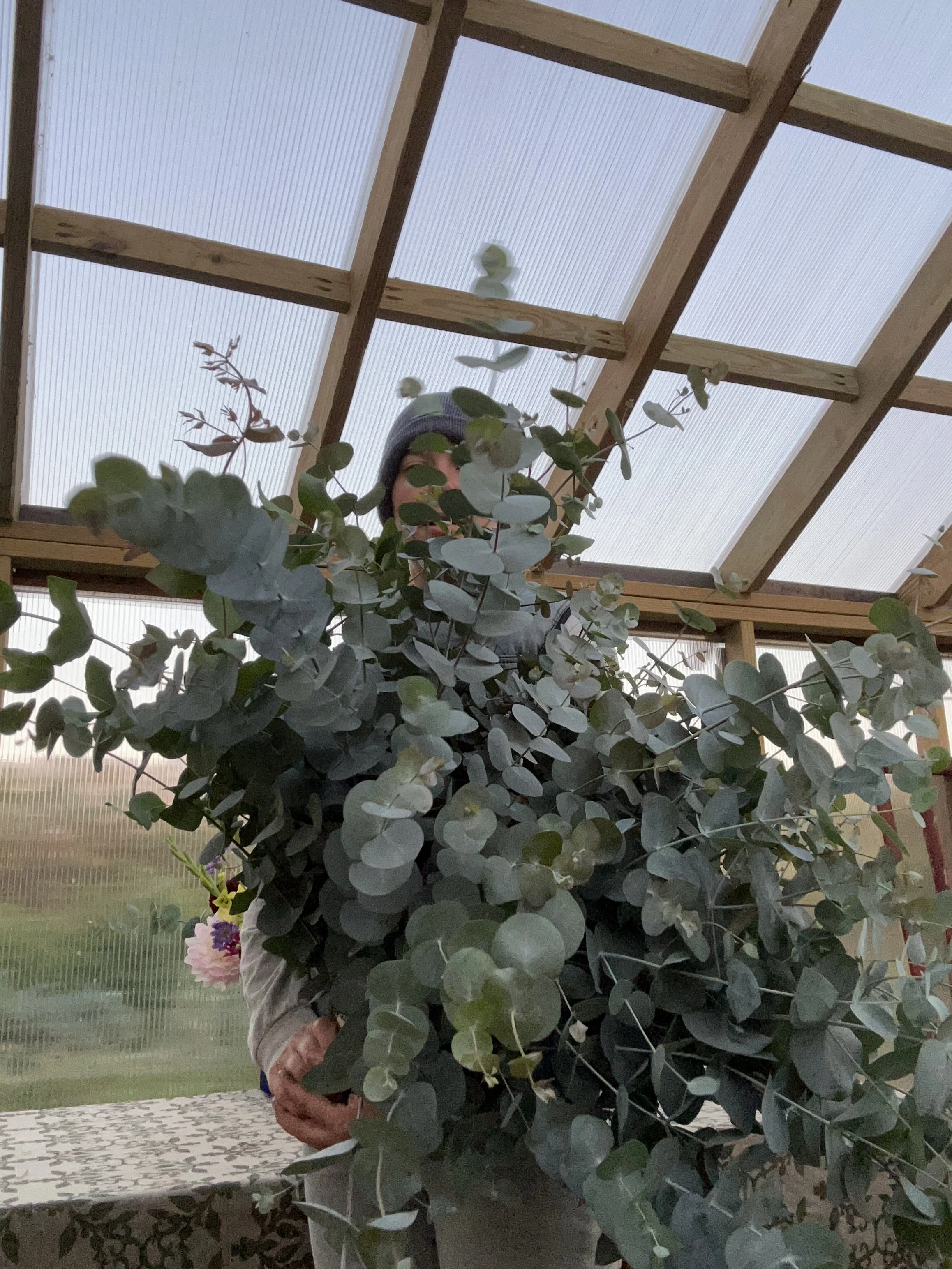 eucalyptus fall.JPG