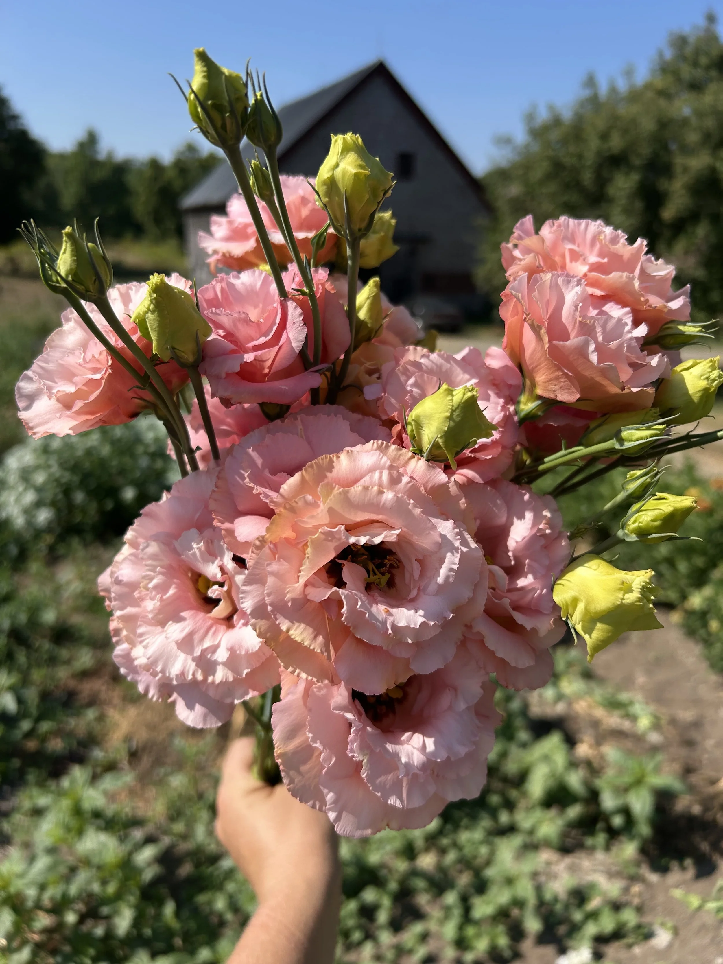 flower farm lisi corelli barn.jpg