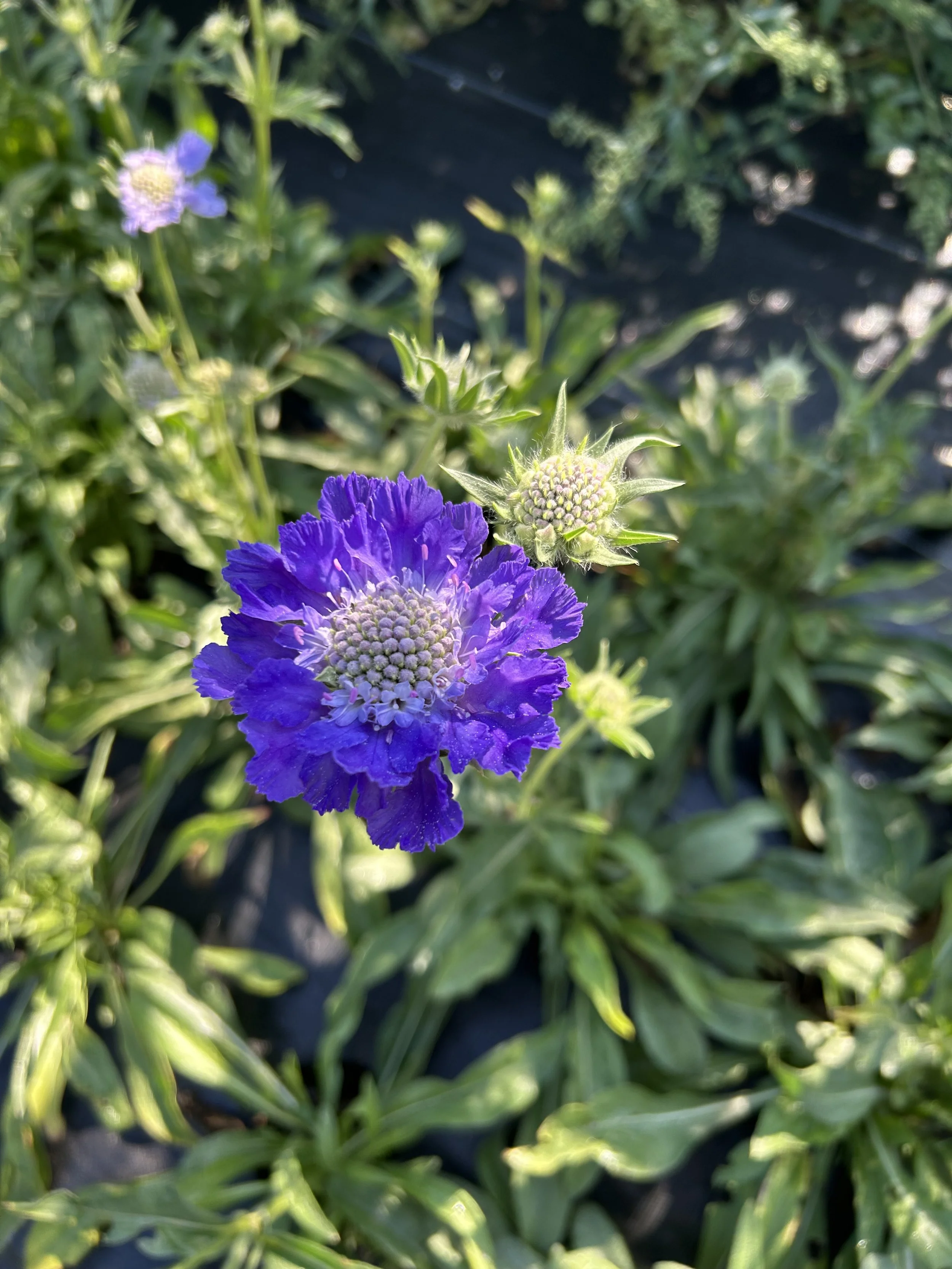 flower farm Troy Maine scabiosa.jpg