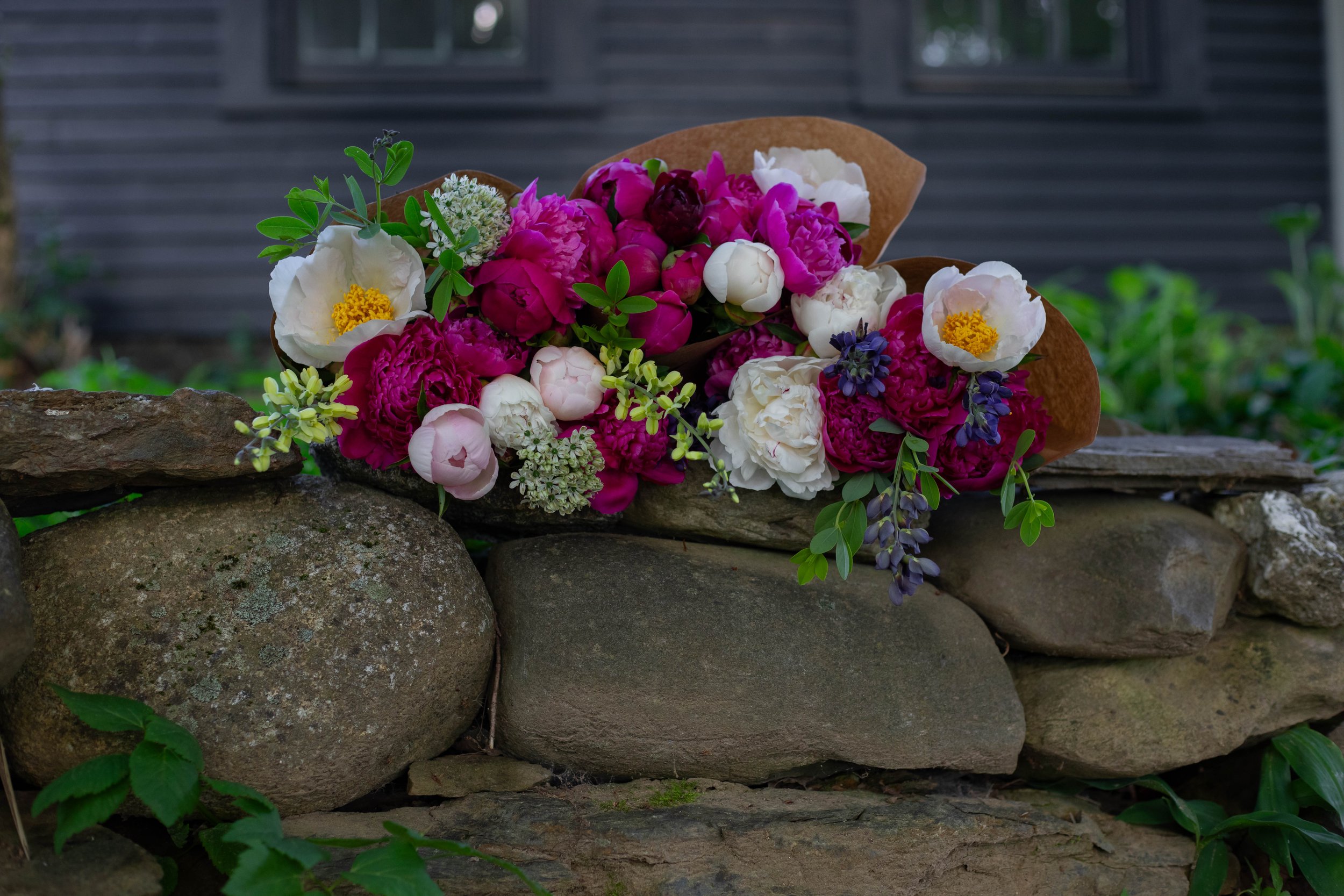 peonies stone wall maine flower farm.jpg