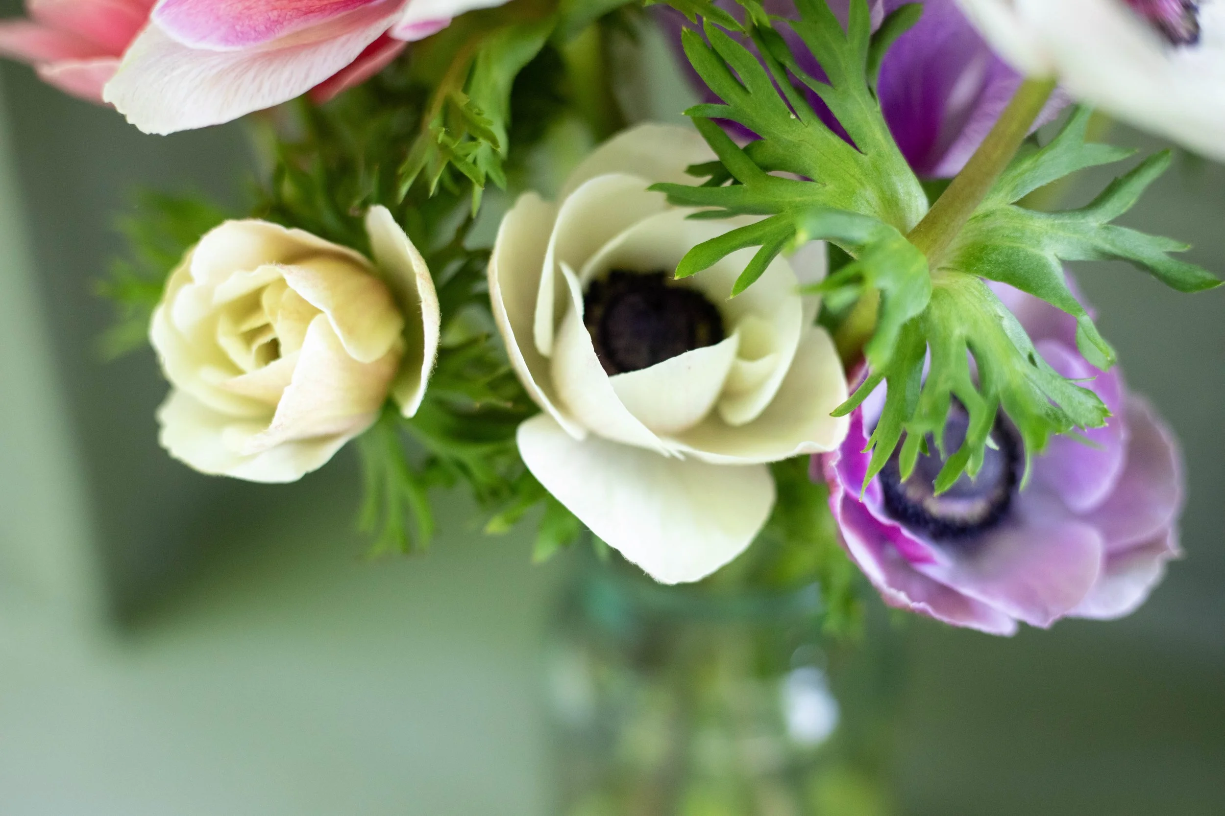 anemone close up maine flower farm.jpg