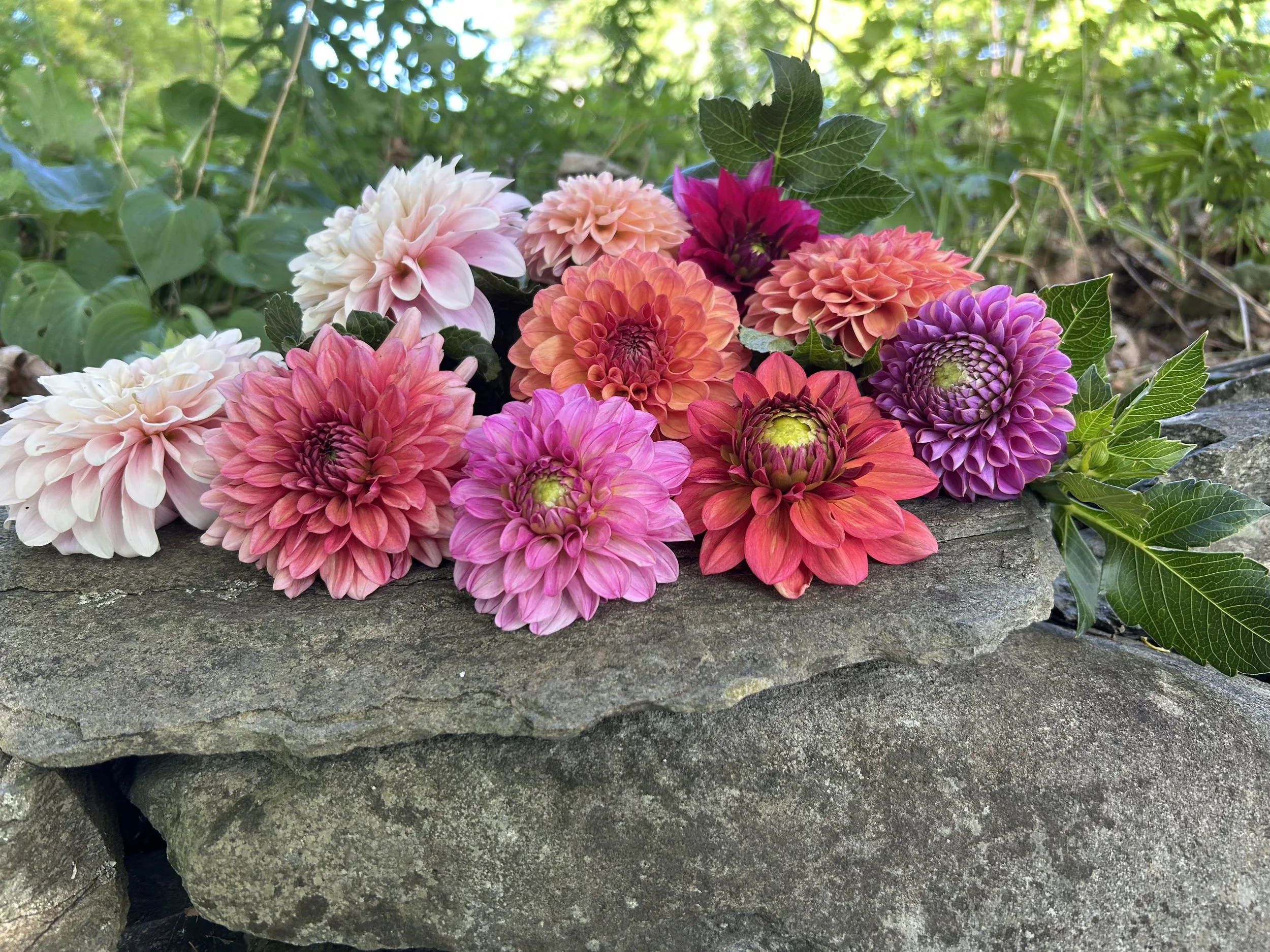 flower CSA dahlias.jpg