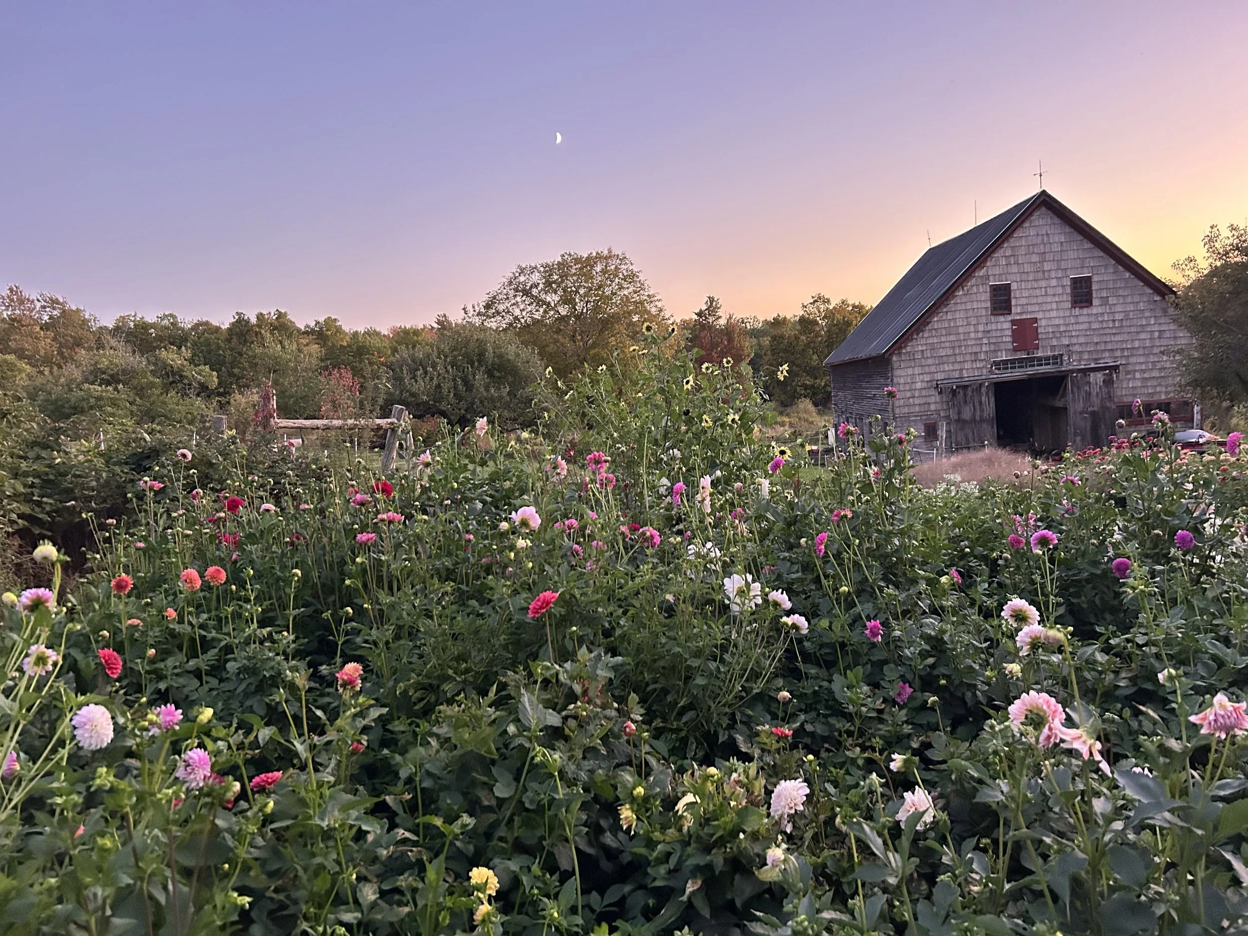 fall barn dahlias.jpg