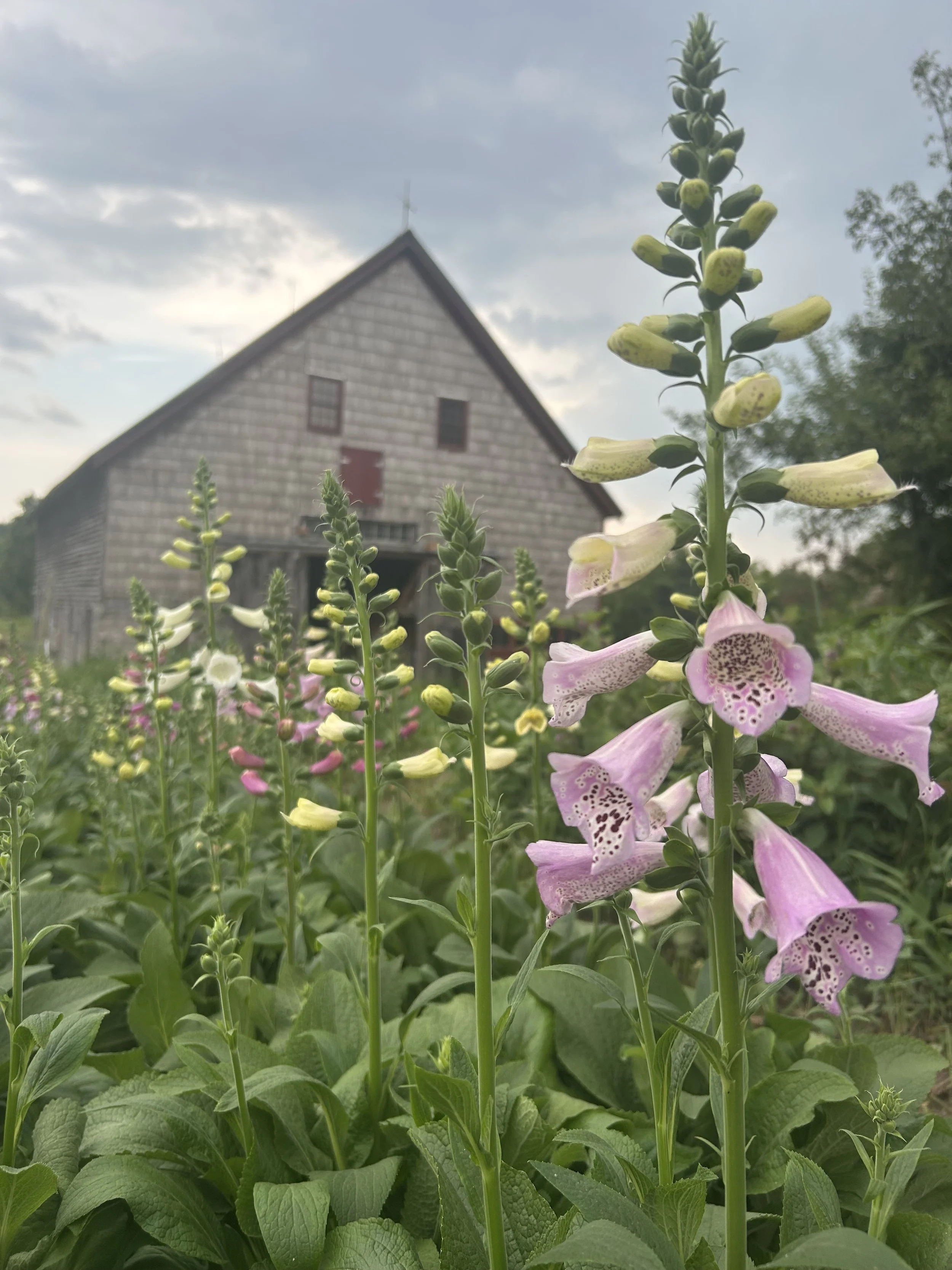 barn with foxgloves.jpg