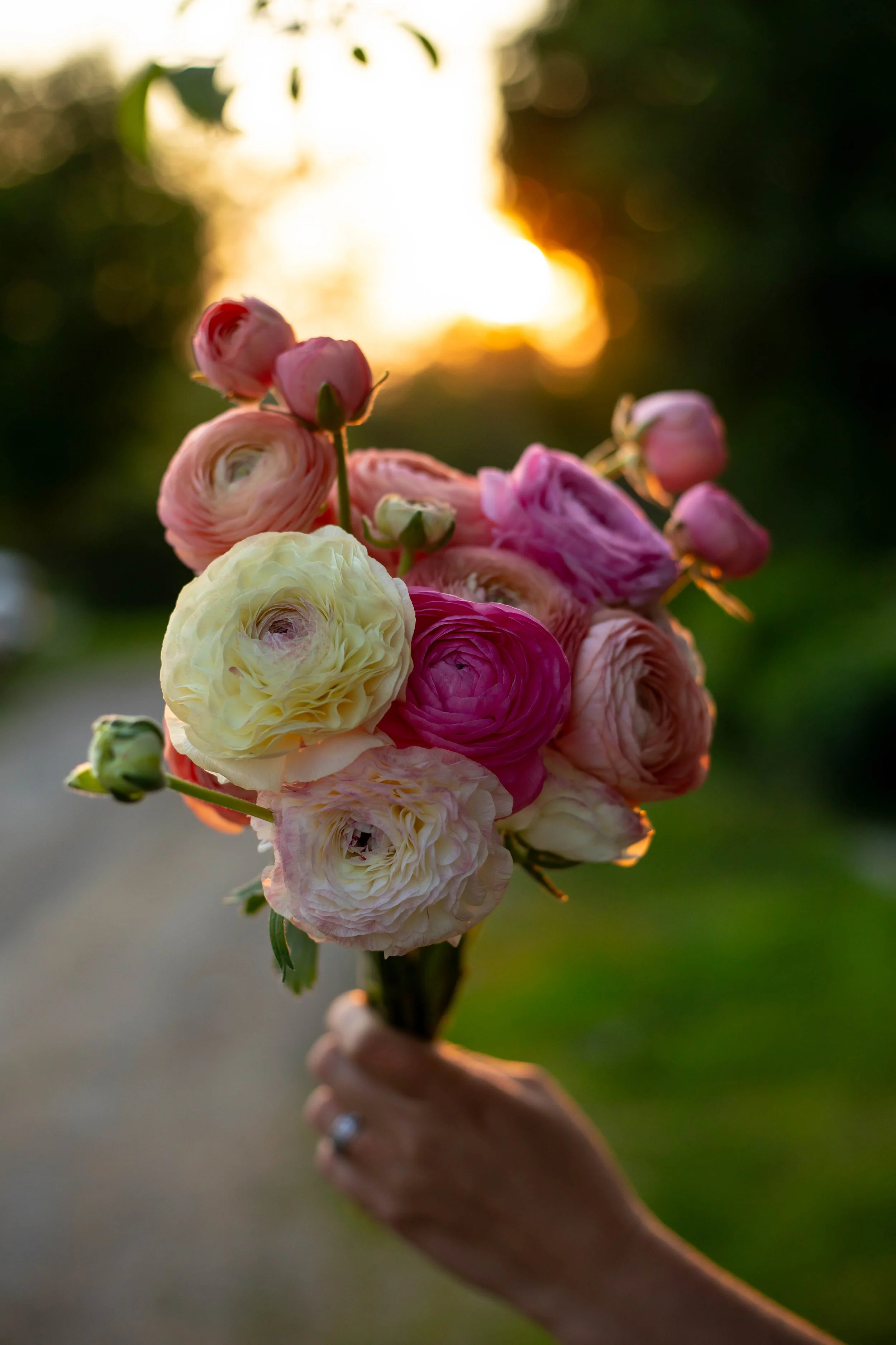 ranunculus sunset.jpg