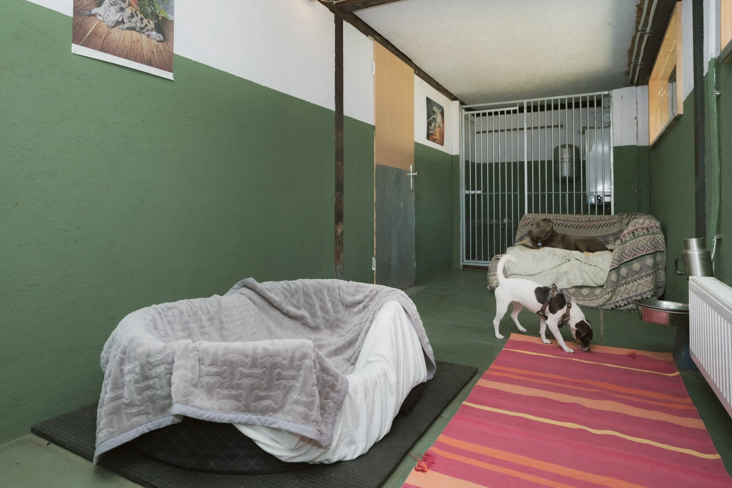 Hundezimmer "Wildschwein"
