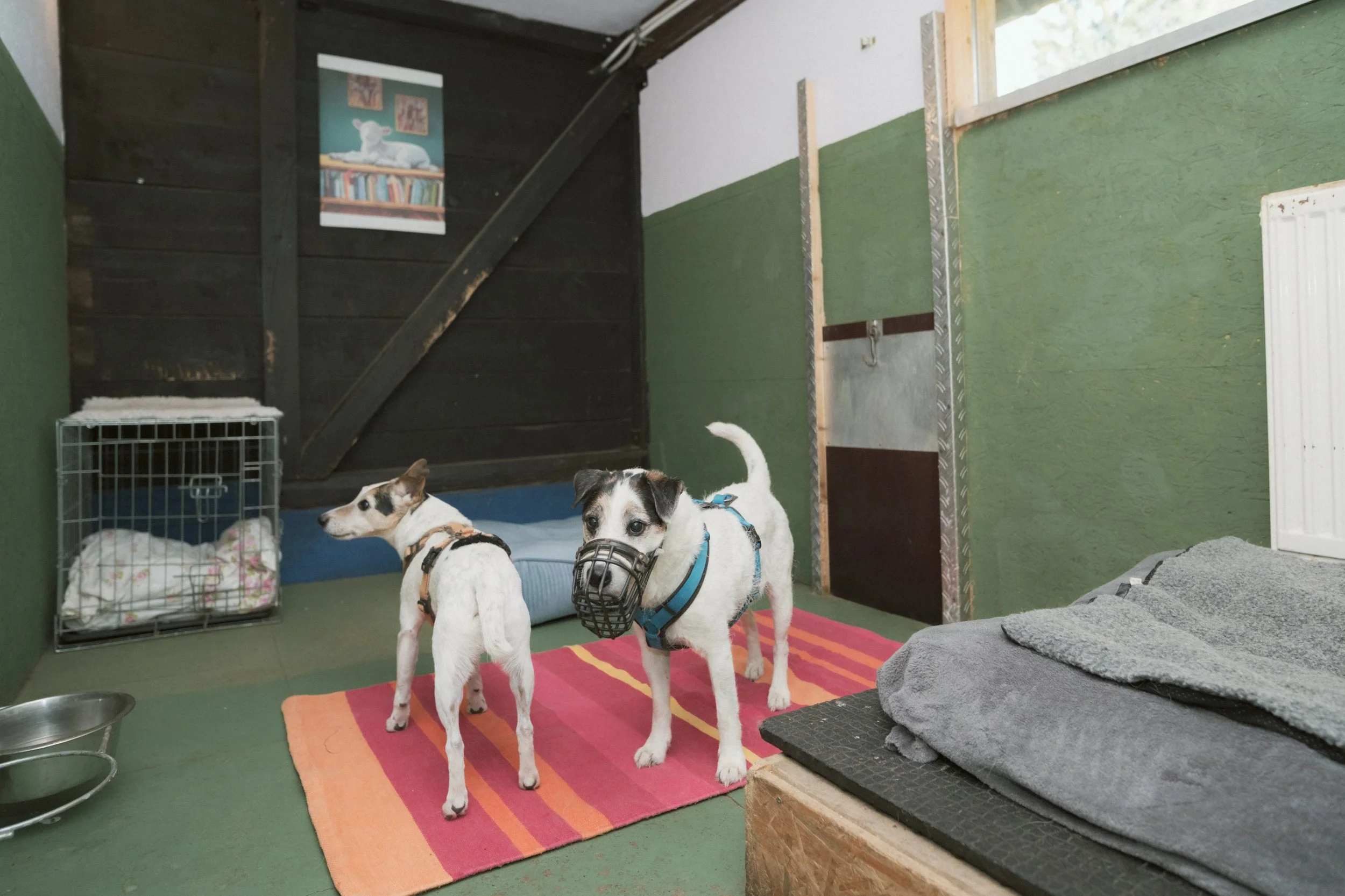 Hundezimmer "Maus"