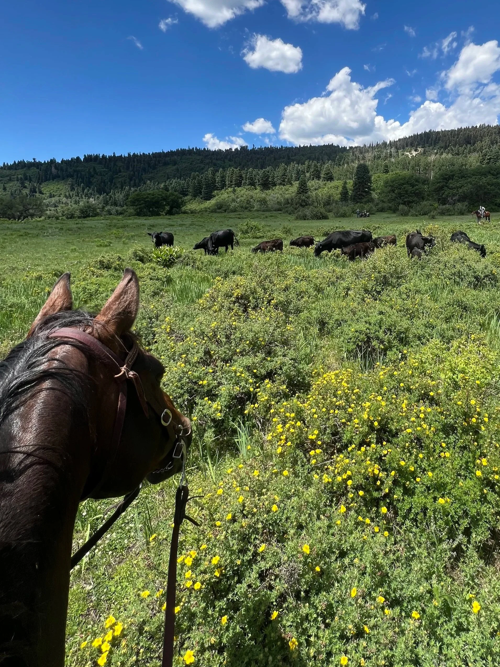 A horse's head in the foreground facing a grassy field with cattle grazing, trees, hills, and a blue sky with white clouds in the background.