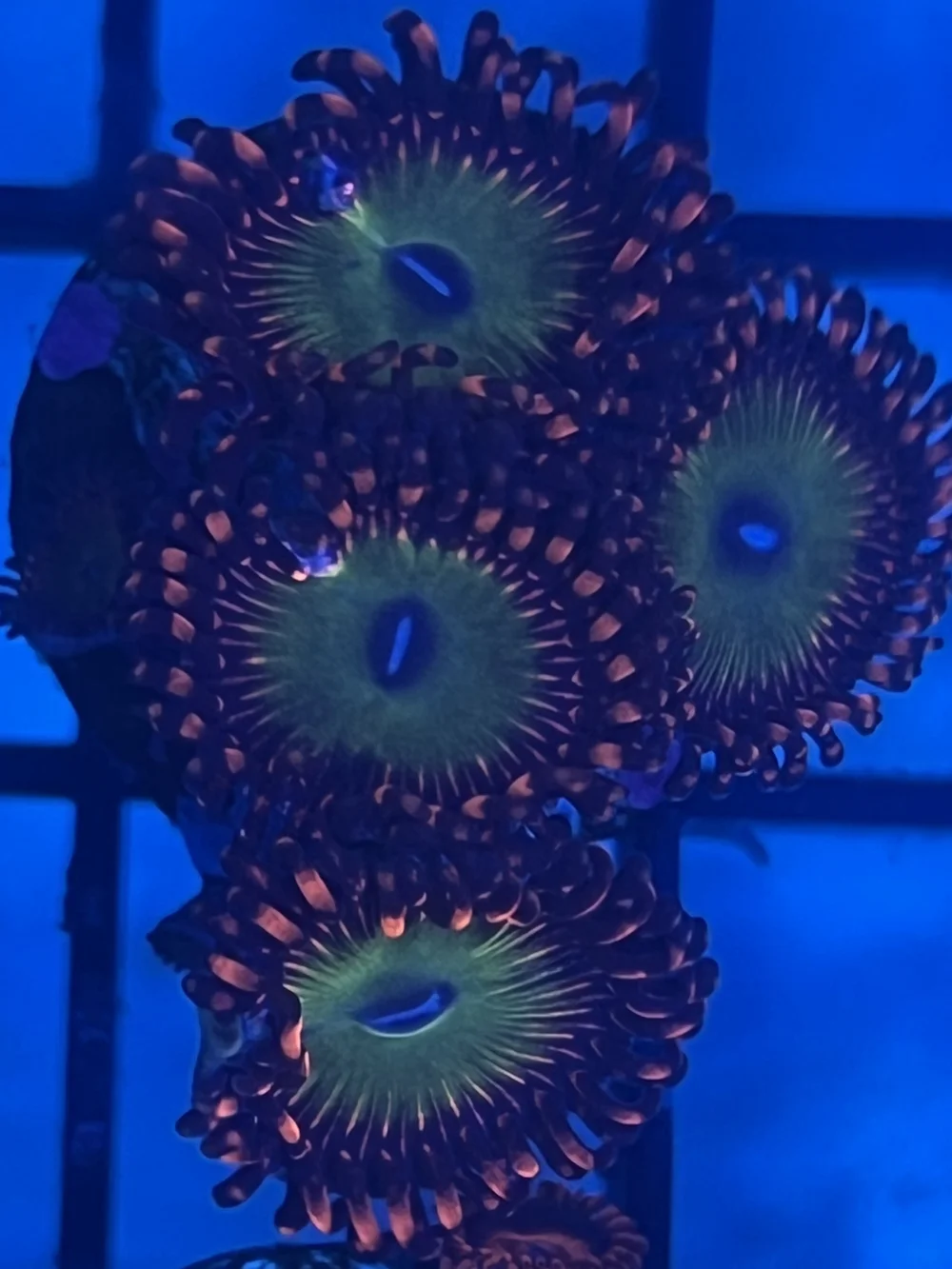 Candy Apple Red Zoa WYSIWYG — Joe's Piece of the Reef