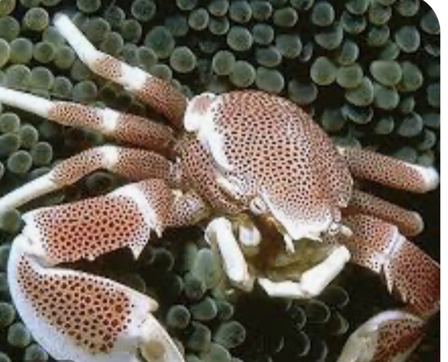 White Porcelain Anemone Crab
