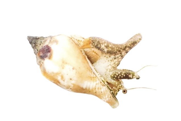 Sand Sifting Conch