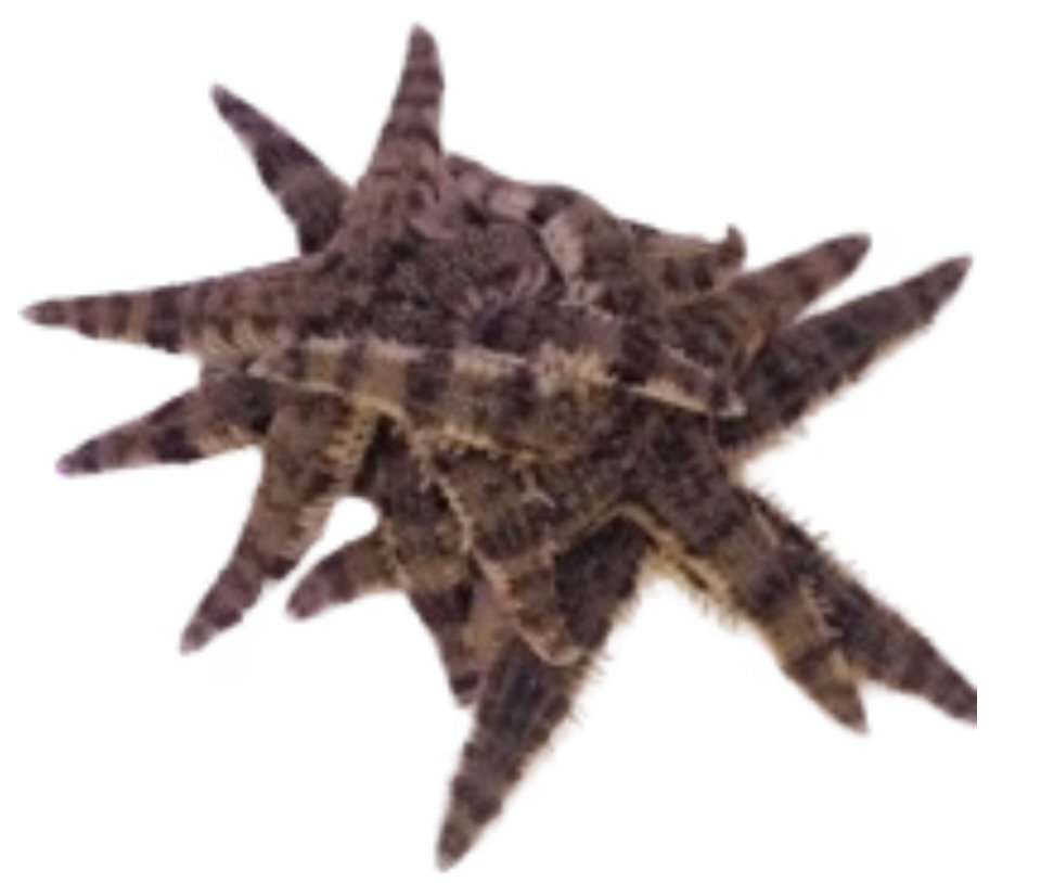Sand Shifting Starfish